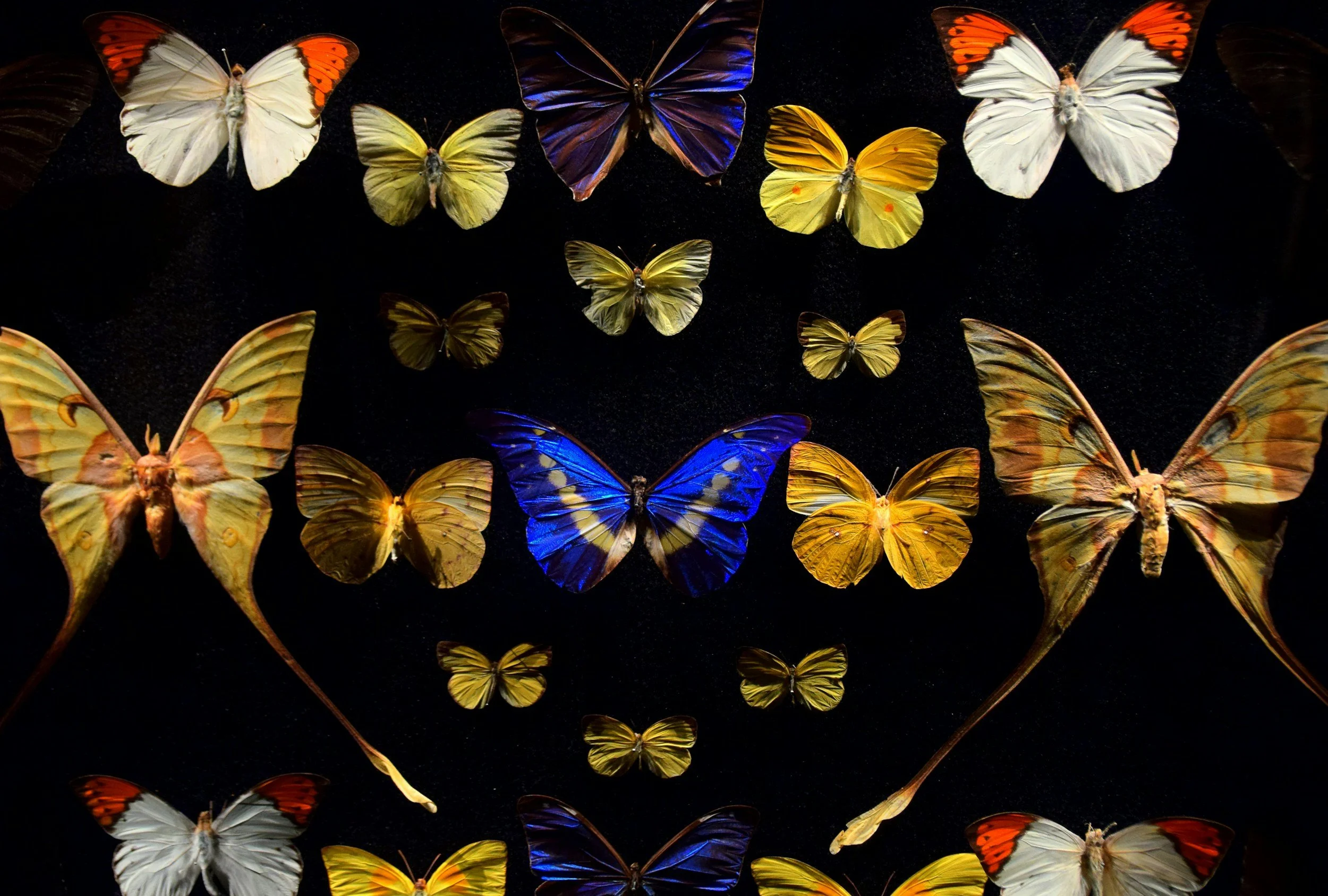Multiple colorful butterflies on a black background, including yellow, white, blue, orange, and brown species.