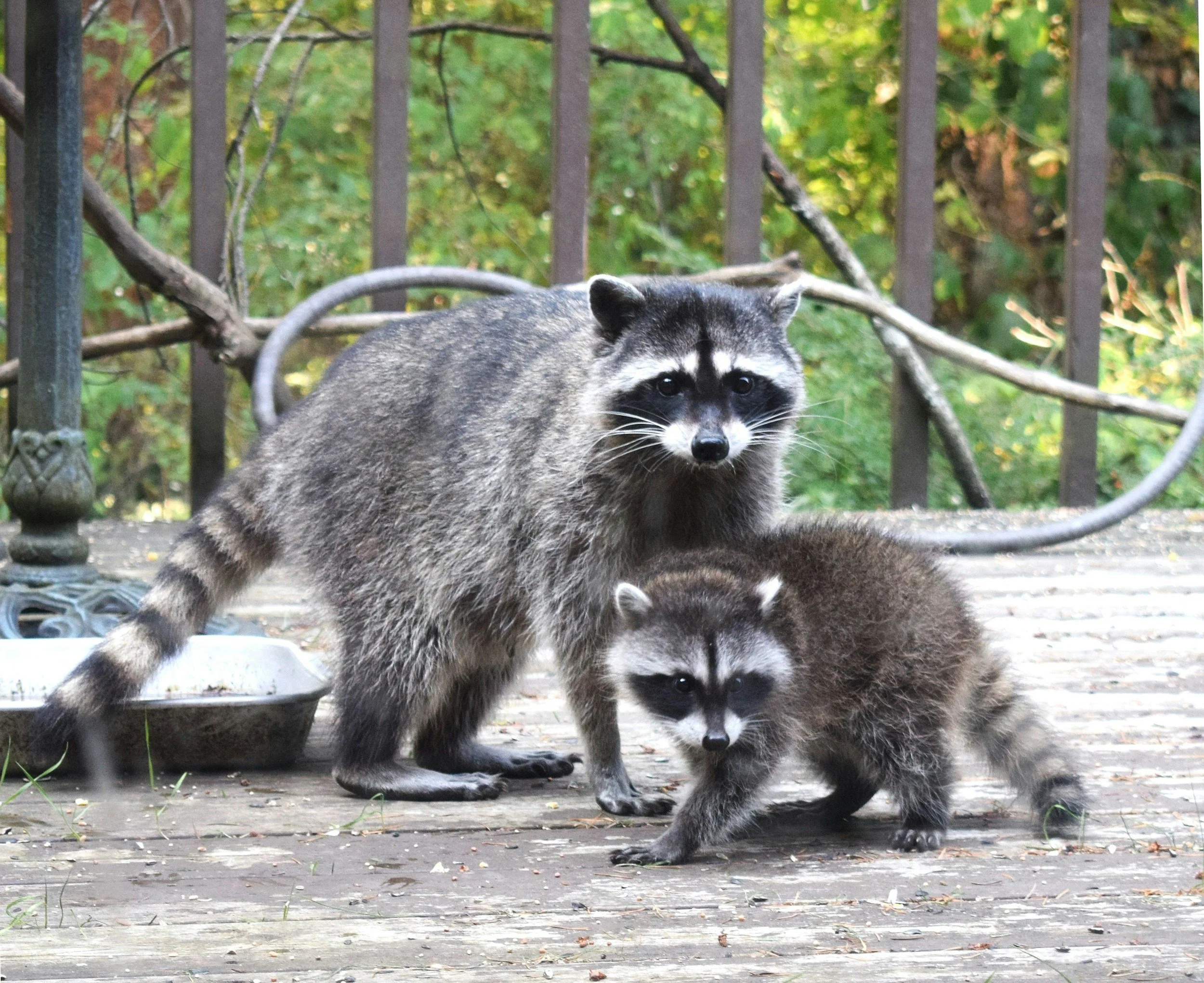 Two raccoons are on a wooden porch in front of a black iron fence with green foliage in the background. One raccoon is sitting on the ground while the other is climbing on it.