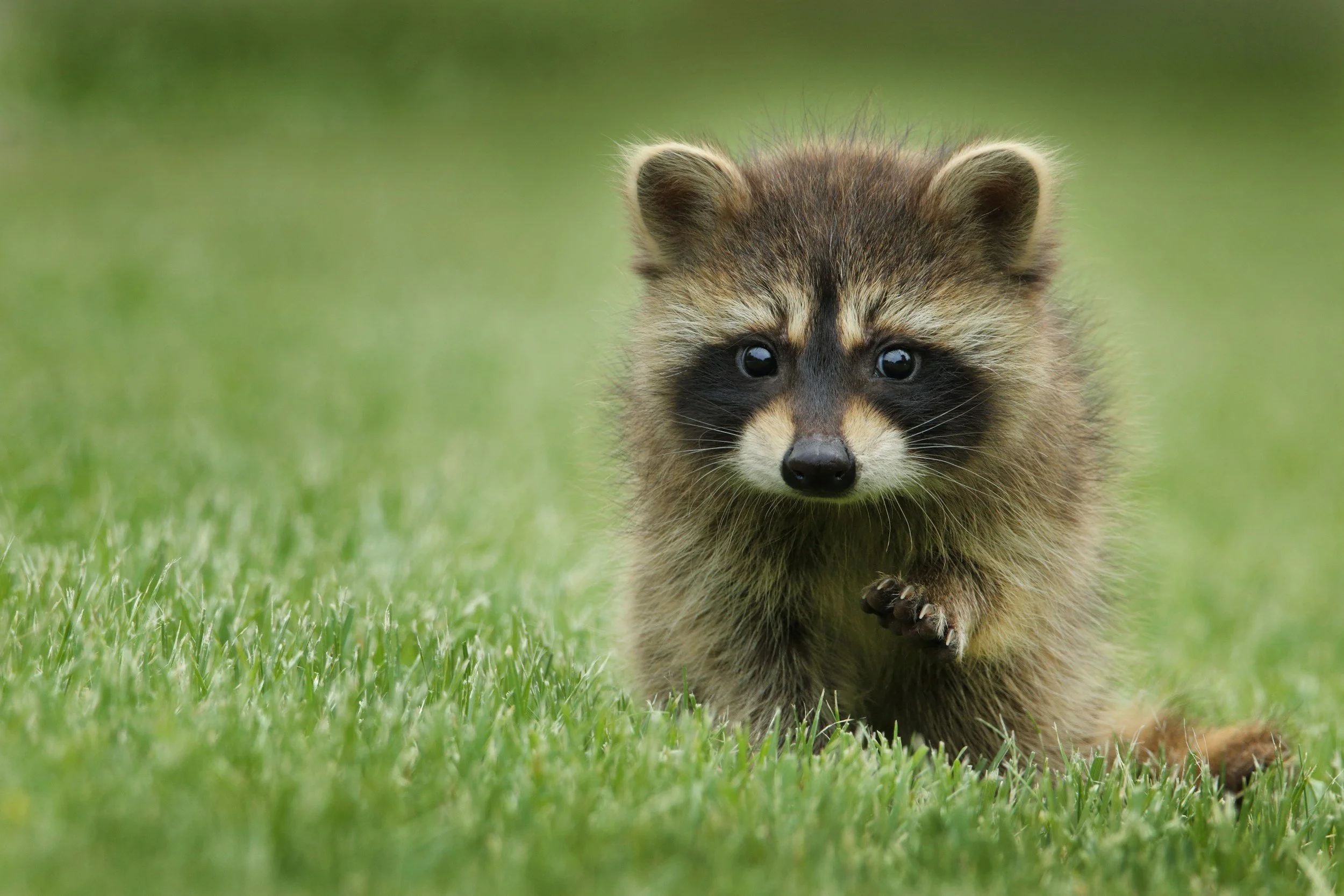A raccoon walking on green grass with a blurred green background.