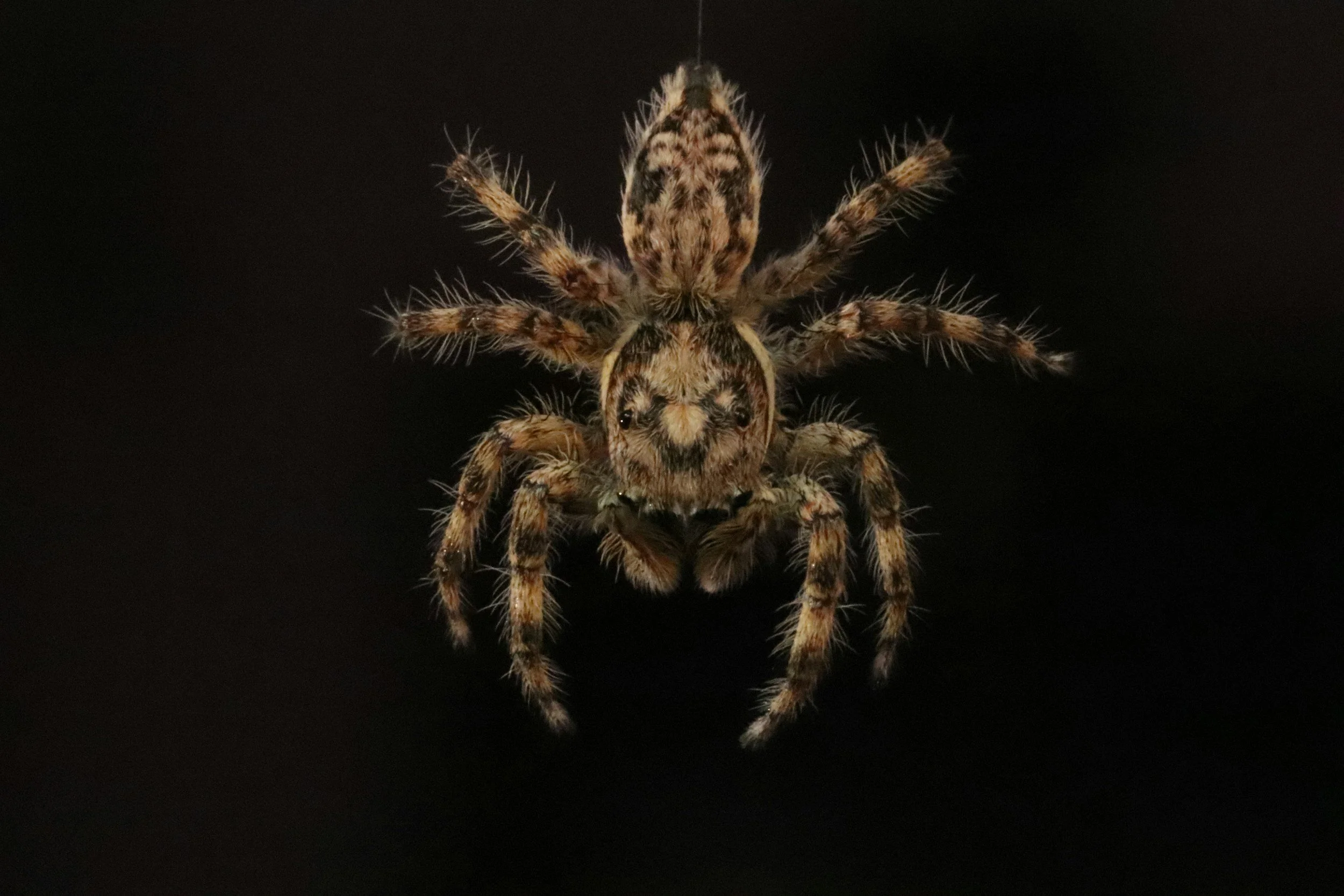 Close-up of a jumping spider with a dark background.