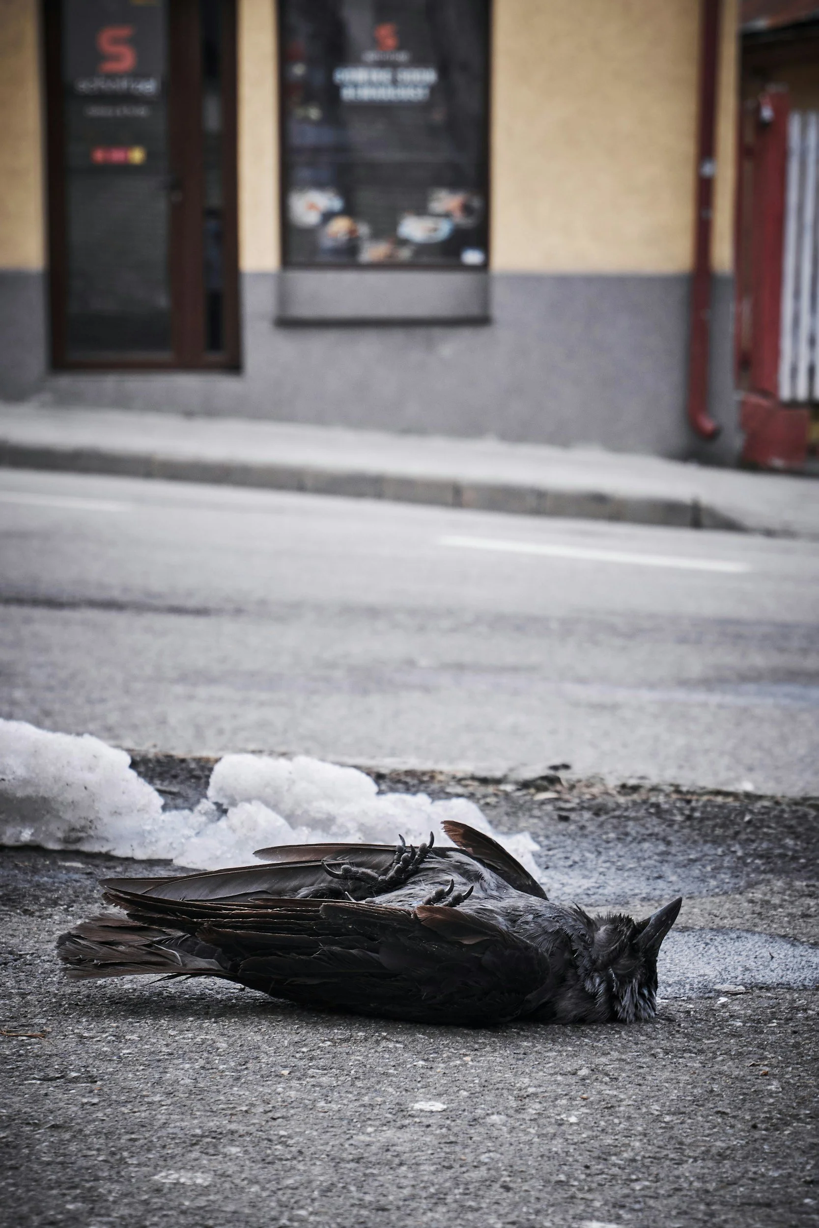 Dead bird lying on the pavement with snow and ice, background shows storefronts and a sidewalk.