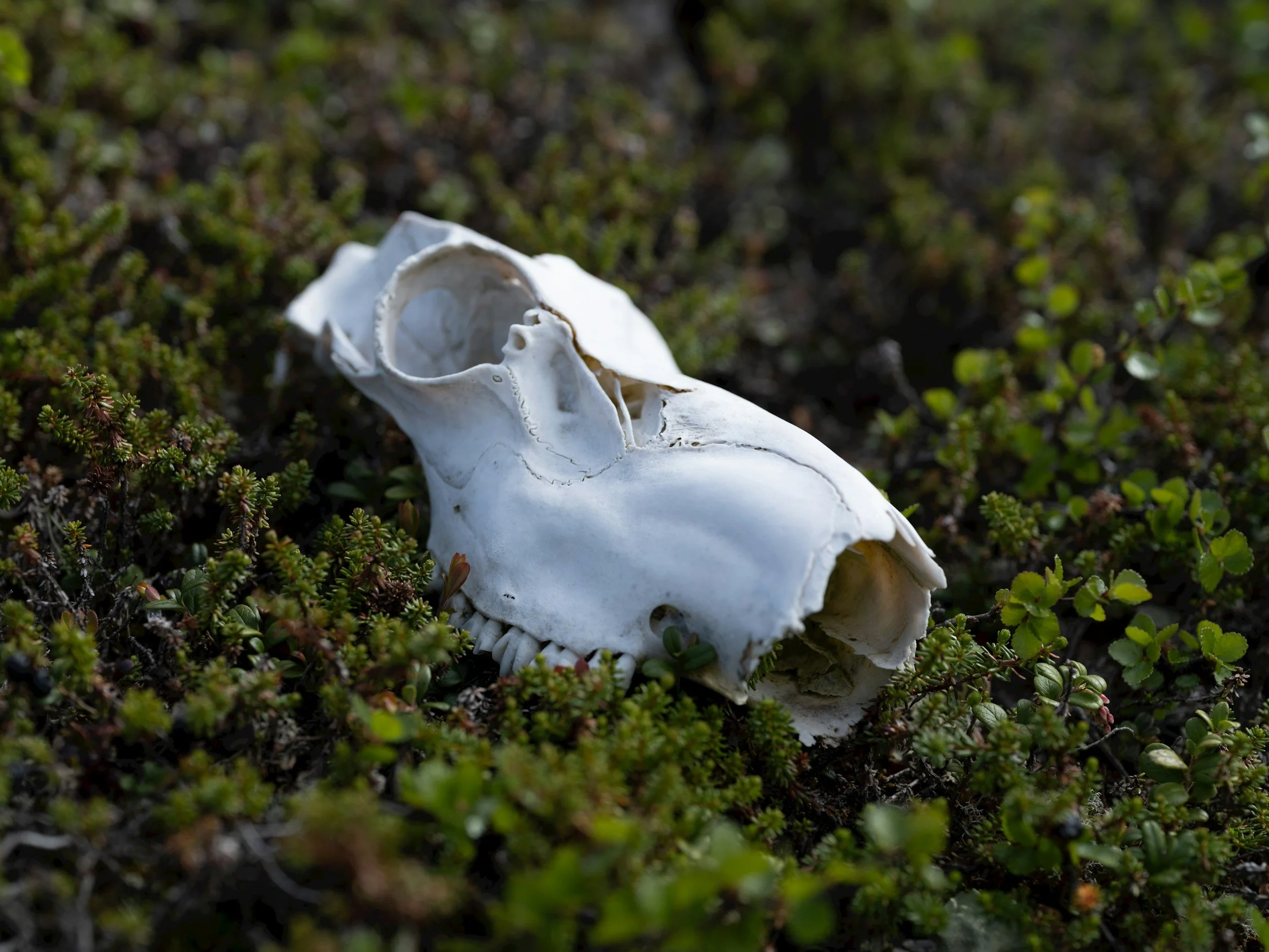 A white animal skull, possibly a sheep or goat, lying on green low-lying vegetation outdoors.
