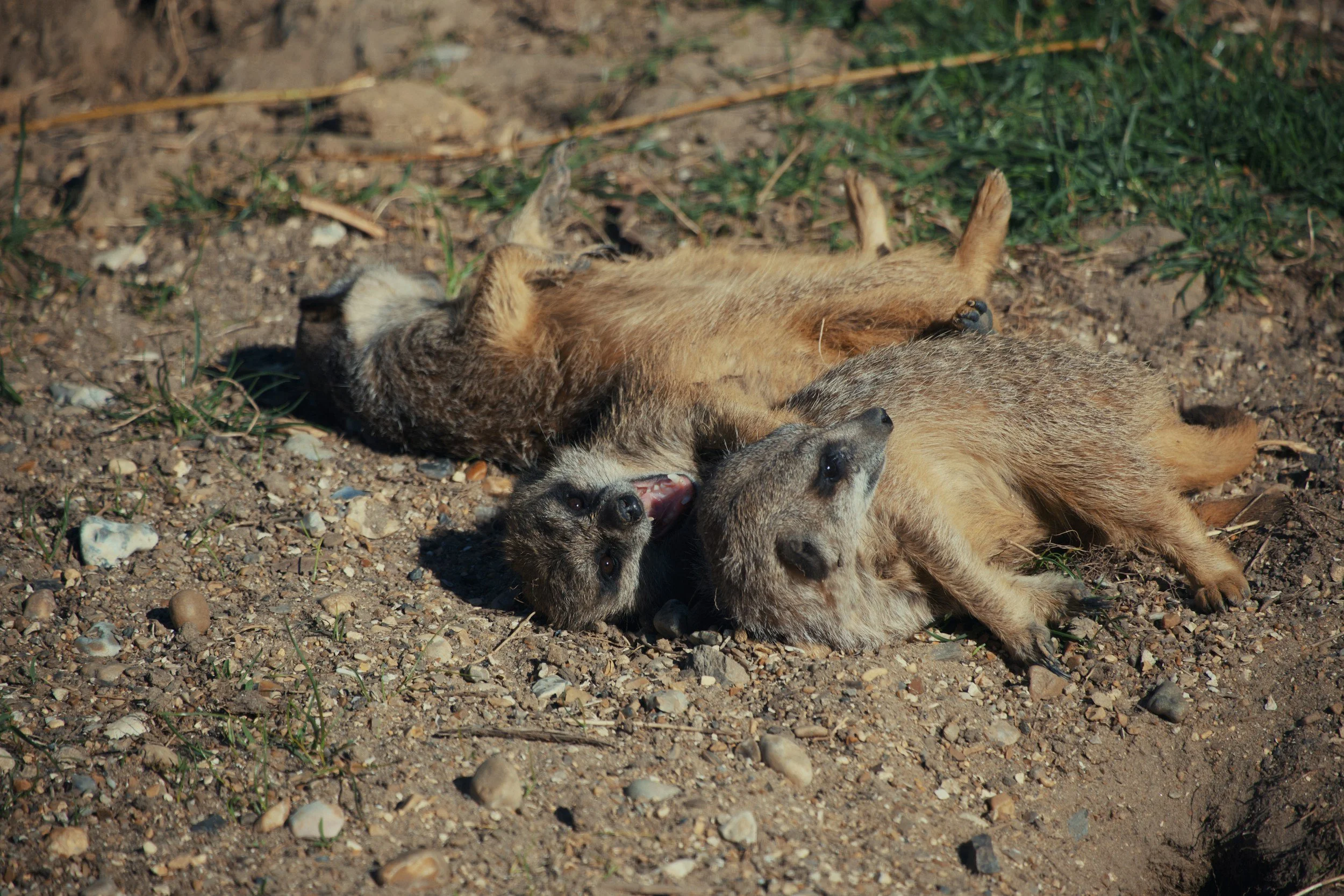 Two coyotes lying on the dirt ground outdoors amidst small rocks and sparse grass.