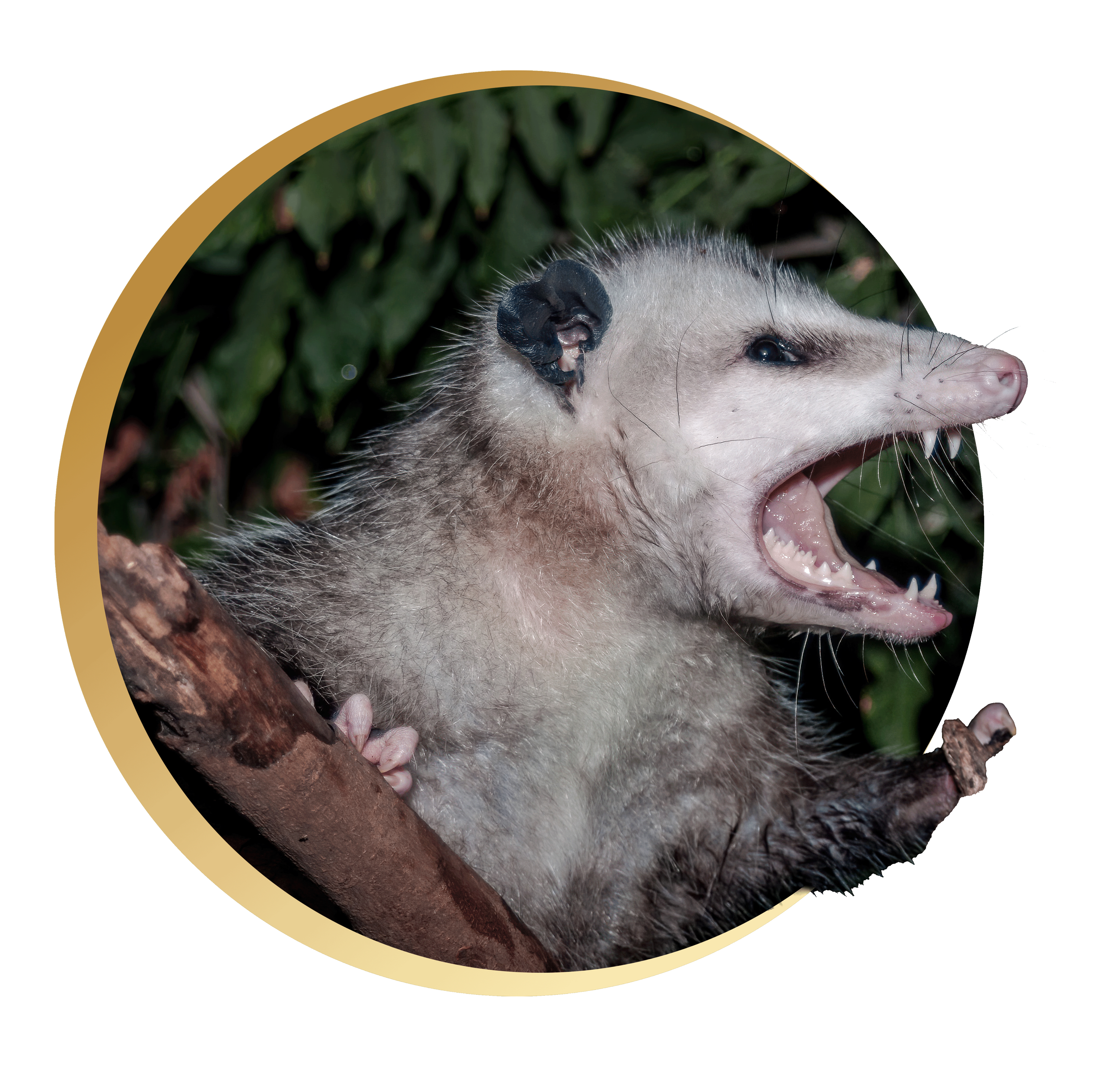 Close-up of a ferret on a tree branch with green foliage in the background, with a cutout circular frame and gold border.
