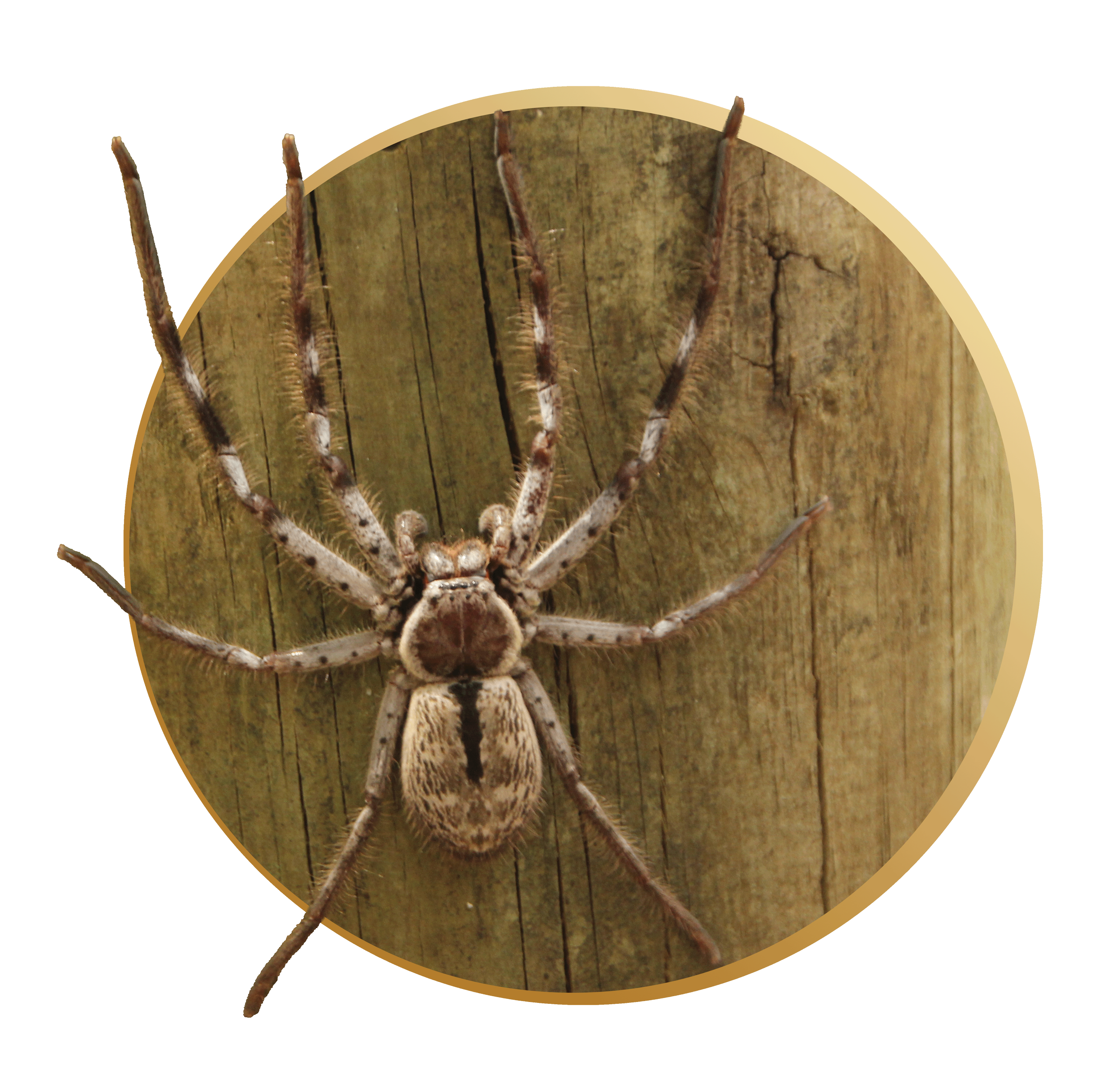 Close-up of a spider on a wooden surface, with a circular yellowish border.