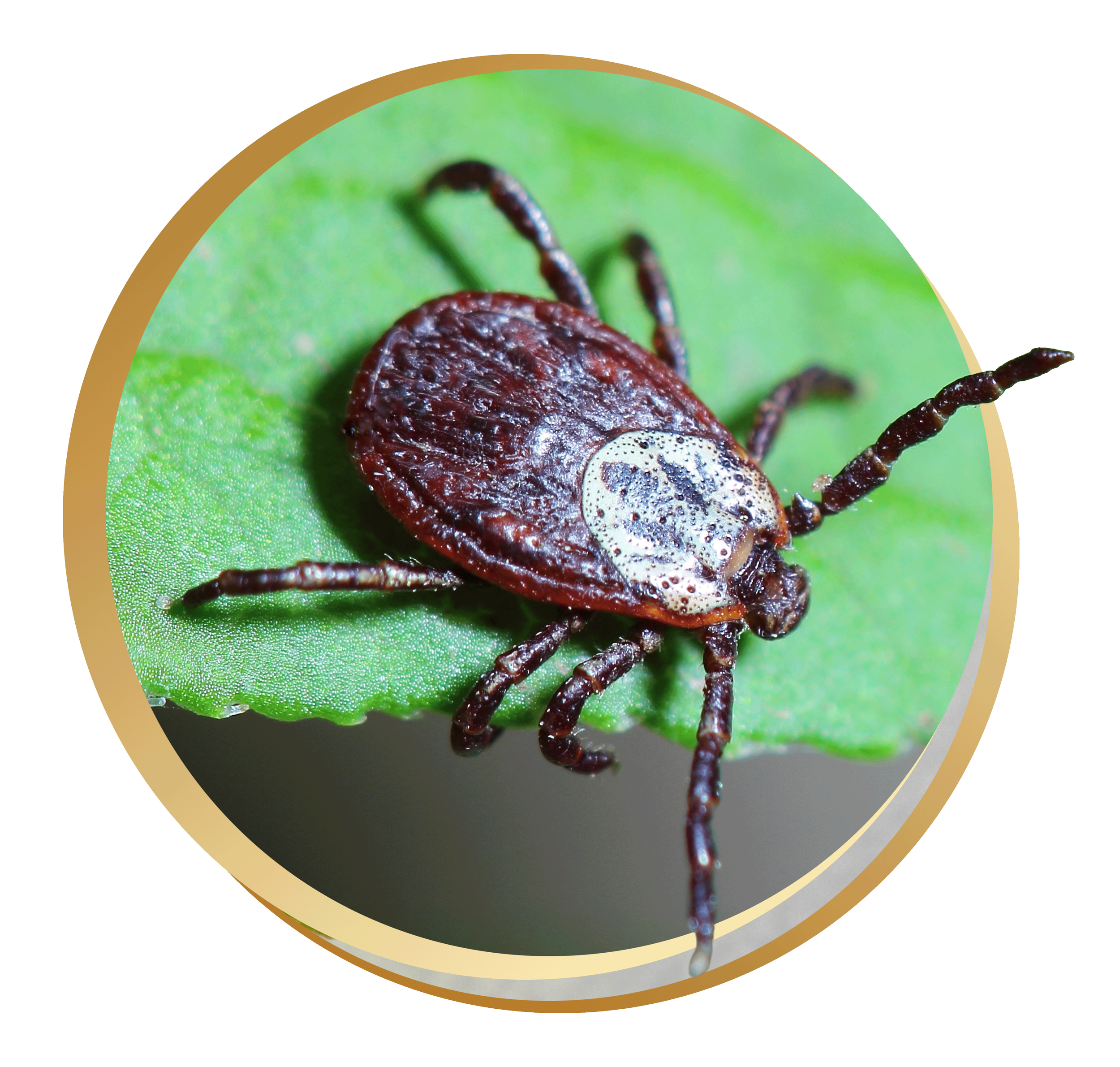 Close-up of a tick on a green leaf.