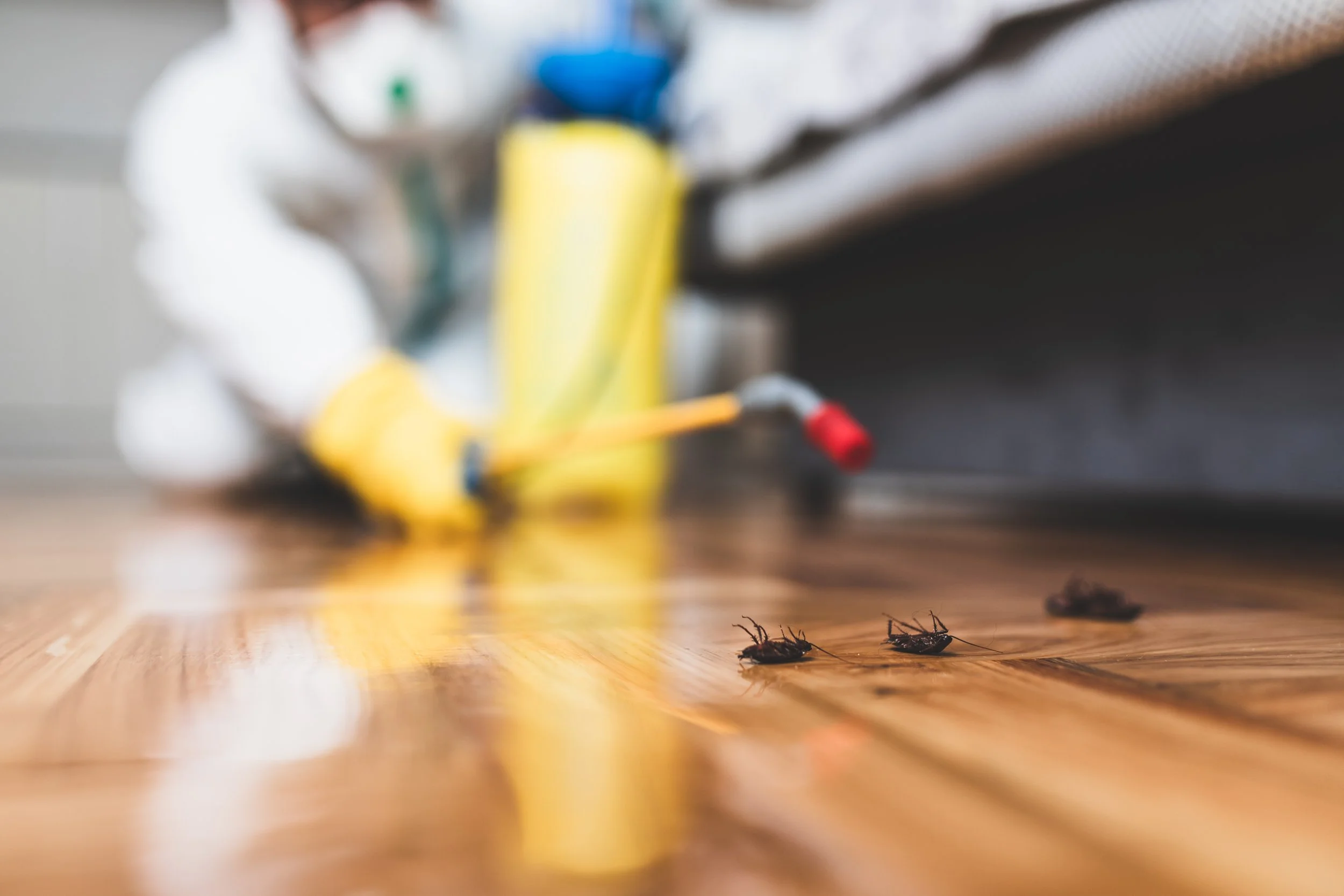 Close-up of a hardwood floor with several dead bugs scattered across it, and on the blurred background a person in protective gear appears to be spraying or cleaning the area.