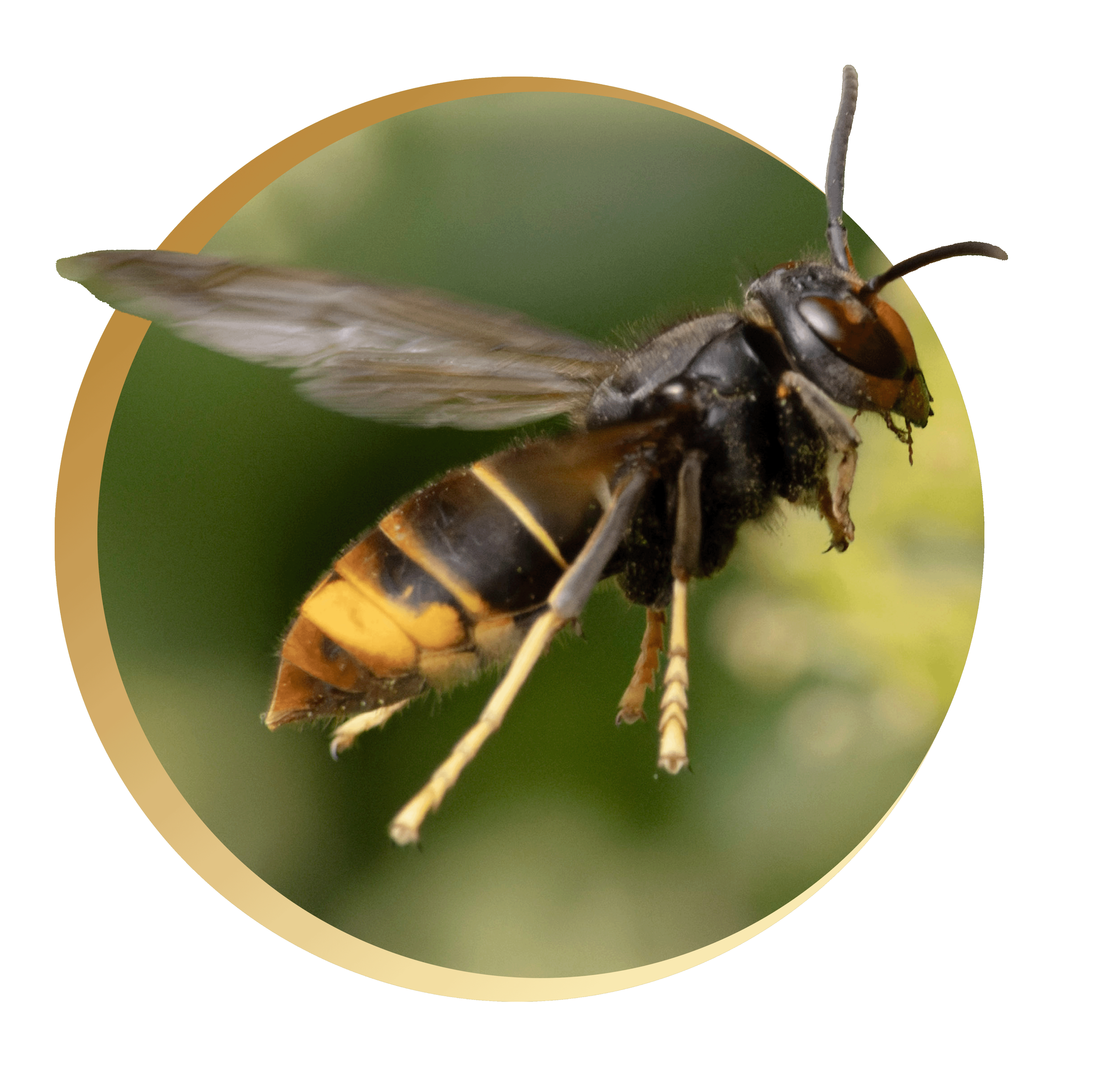 Close-up of a bee on a green plant with a blurred background.