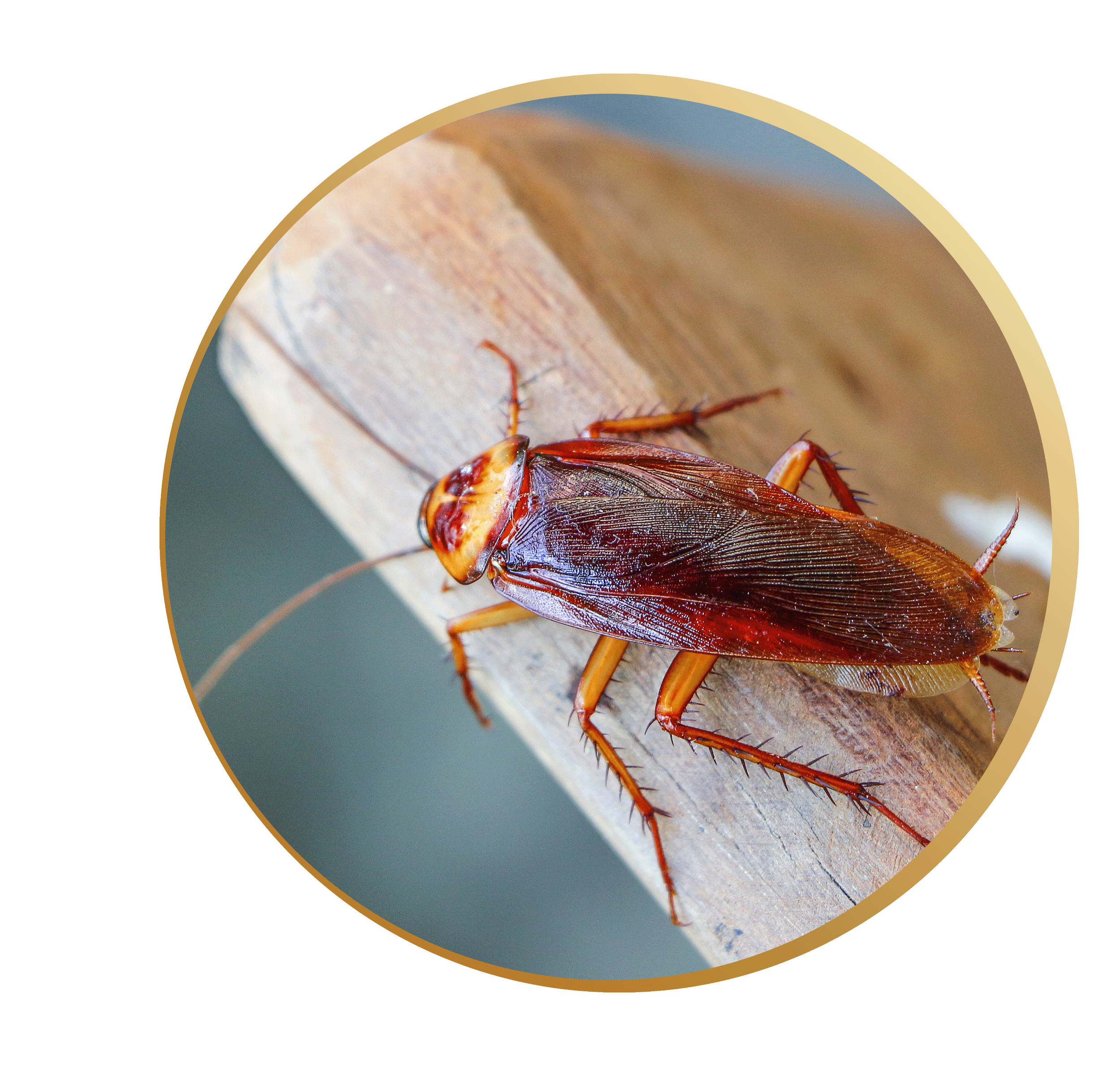 Close-up of a cockroach on a wooden surface.