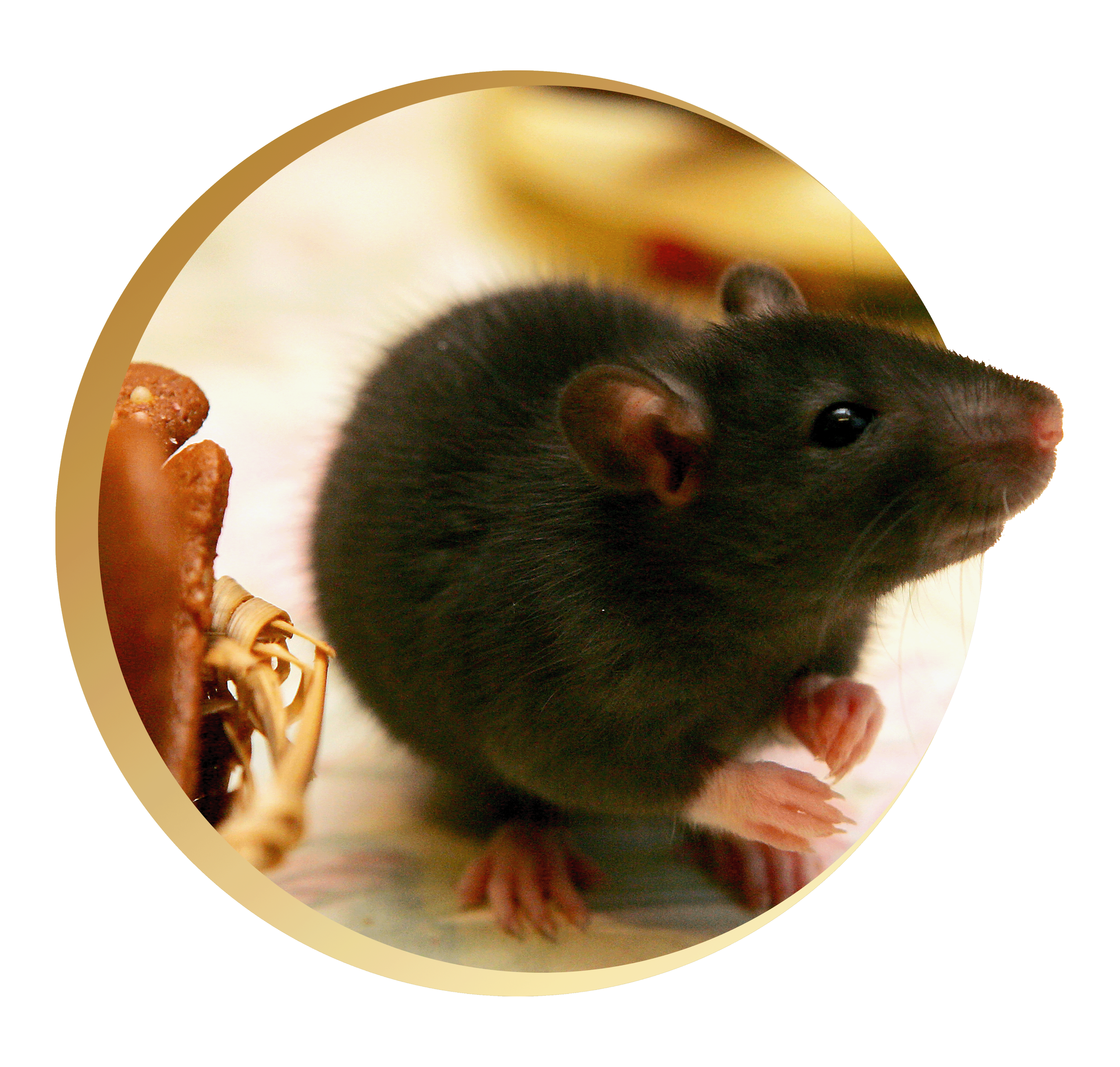 Close-up of a black guinea pig with shiny fur, sitting next to a hand and a woven basket, with some food pieces nearby.