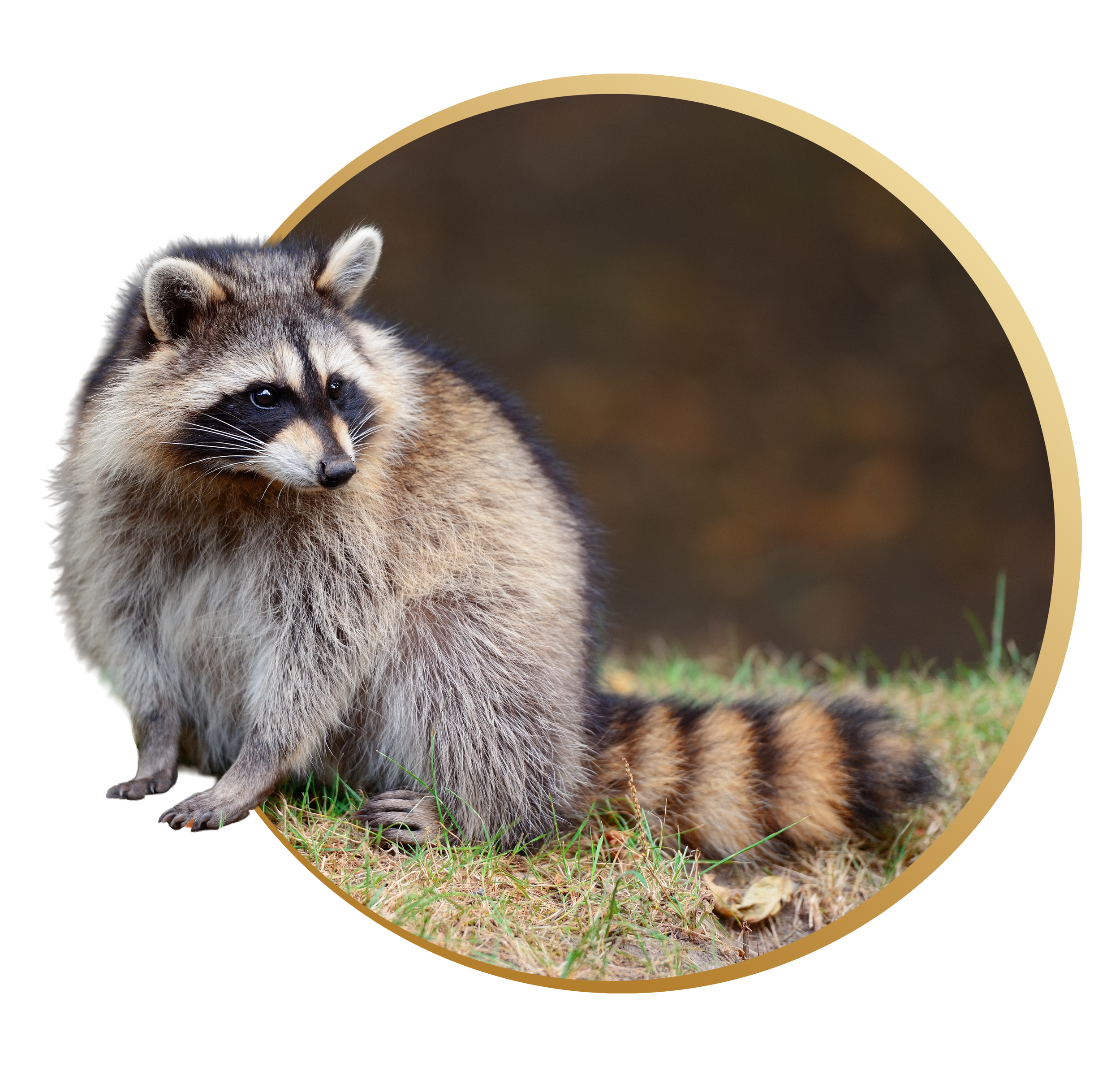 A raccoon with gray and black fur, black mask around eyes, tan face, sitting on grass next to tree debris, with a large golden border around the circular image.