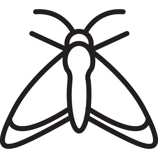 Line drawing of a moth with outstretched wings.