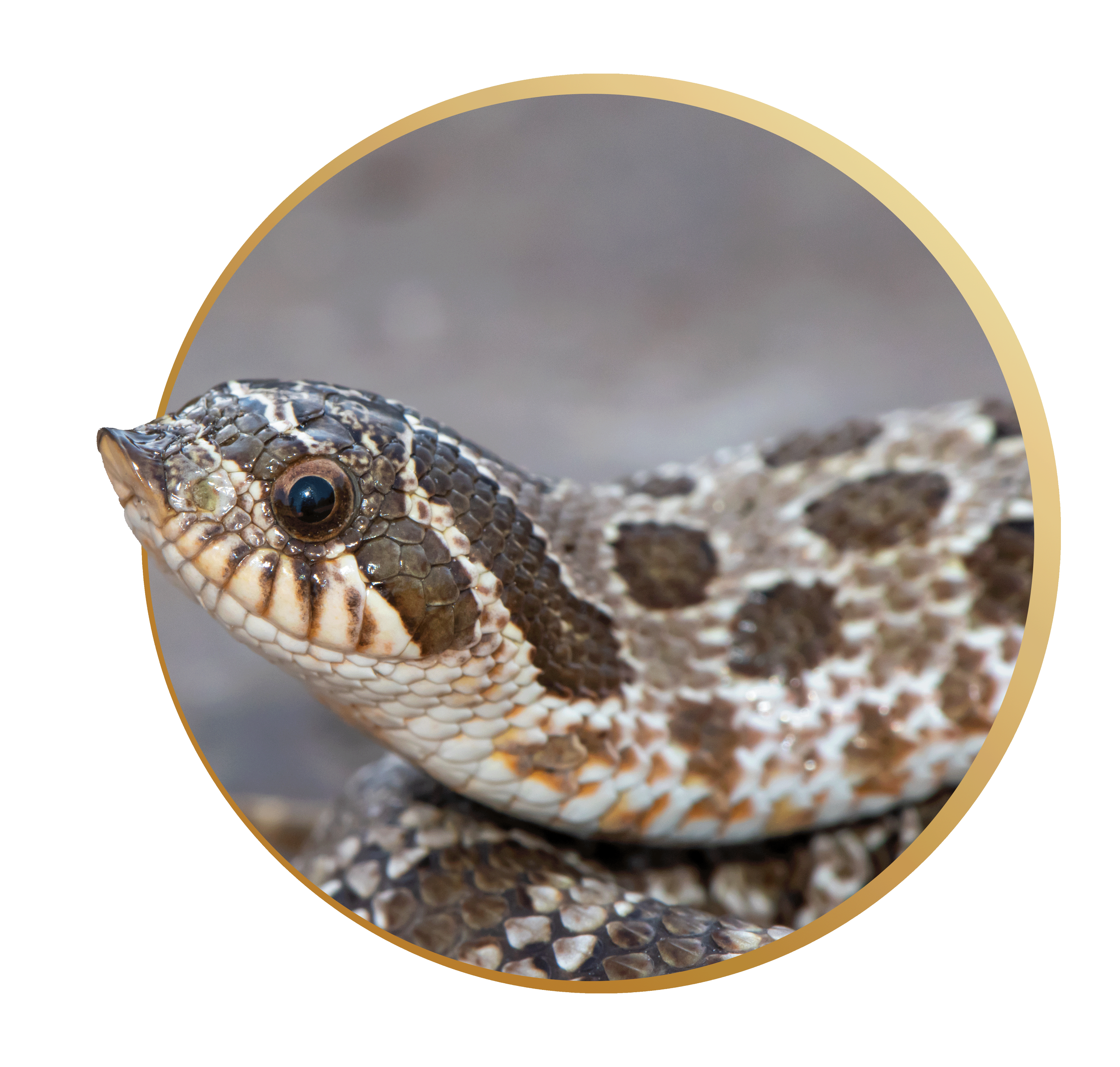 Close-up of a snake's head with textured gray and black scales and dark eyes, on a rocky surface, with a curved gold frame surrounding it.