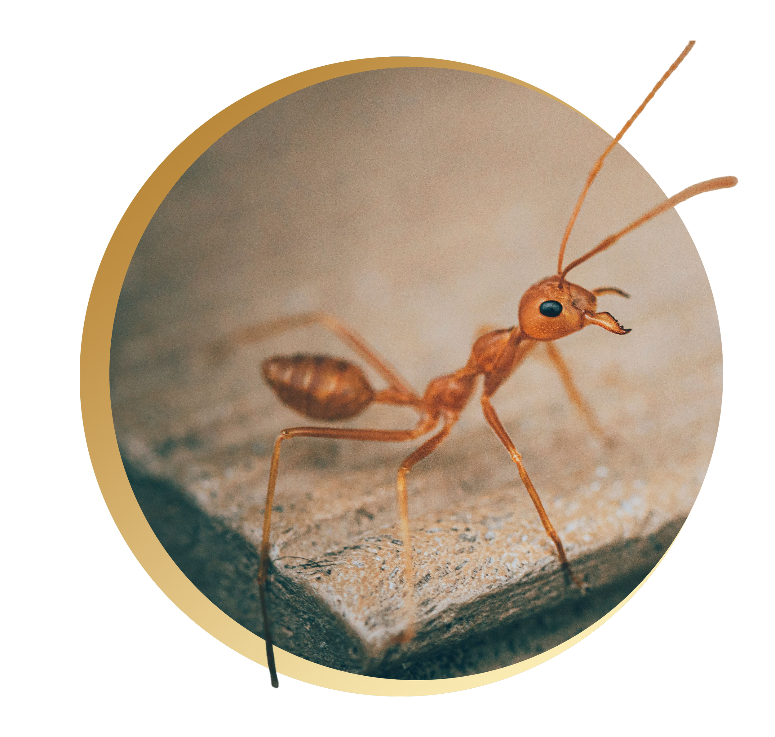 Close-up of an ant on sandy ground with a shadow.