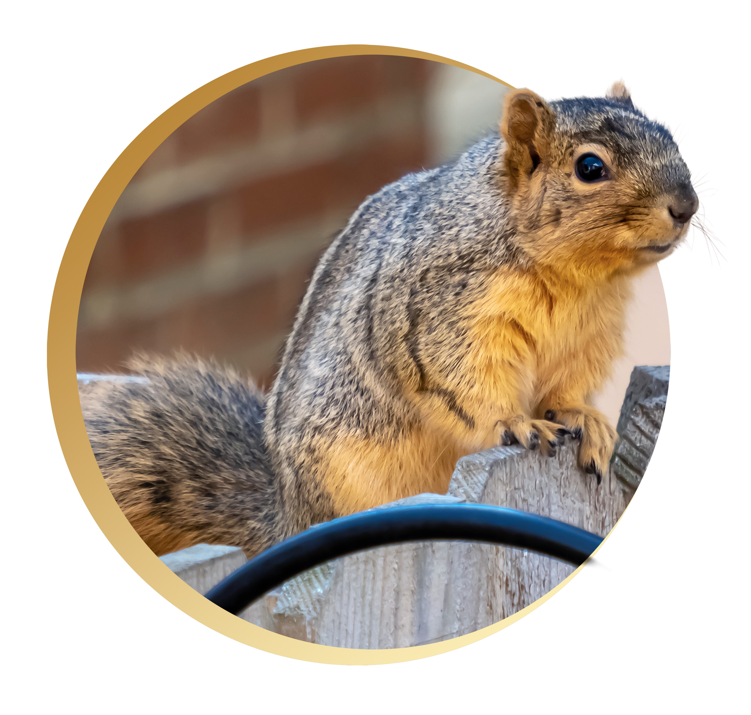 Close-up of a squirrel sitting on the ground, facing to the right, with a branch or rock in front of it and a blurred background.