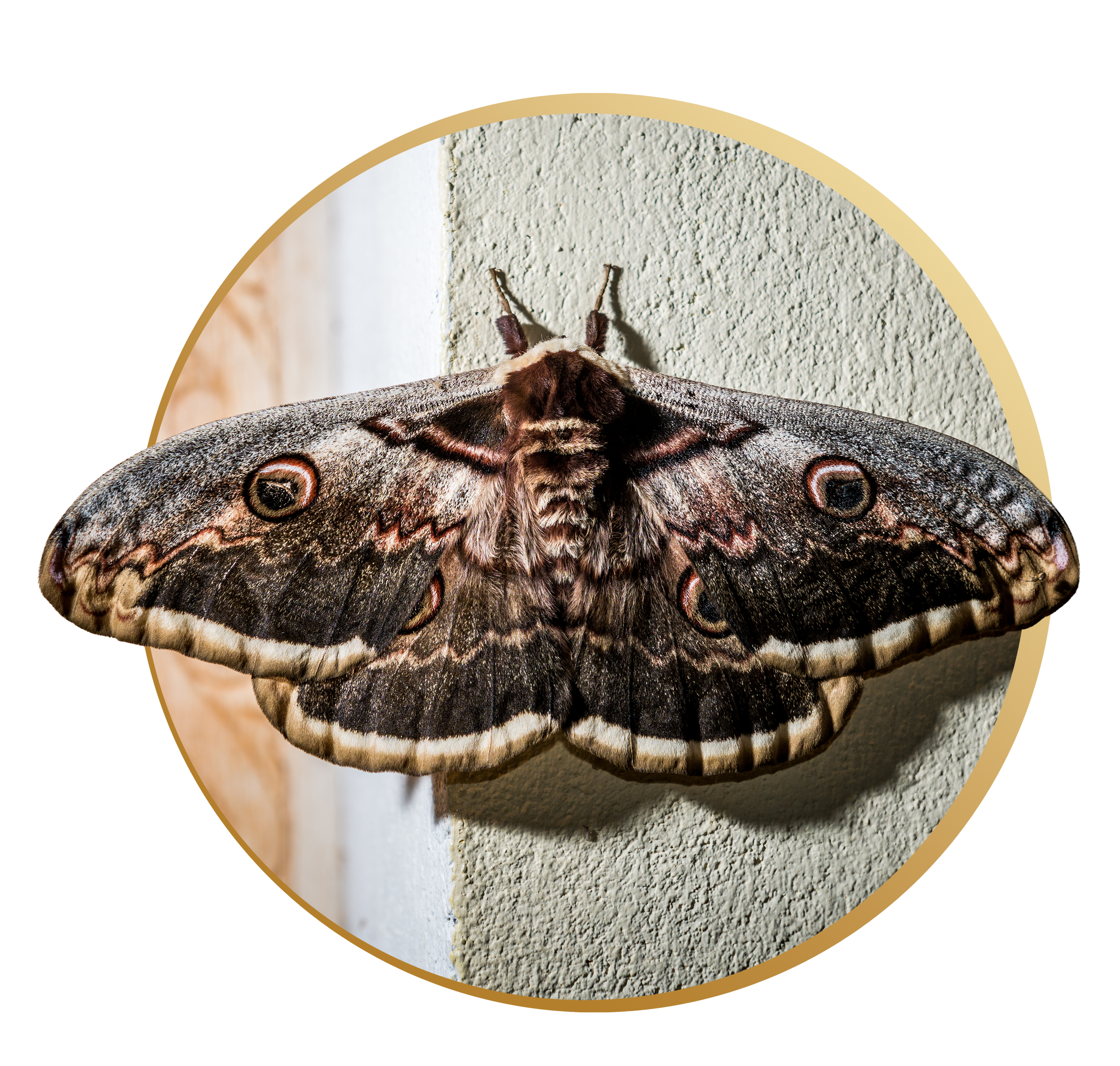 Close-up of a large moth with intricate wing patterns resting on a textured wall.