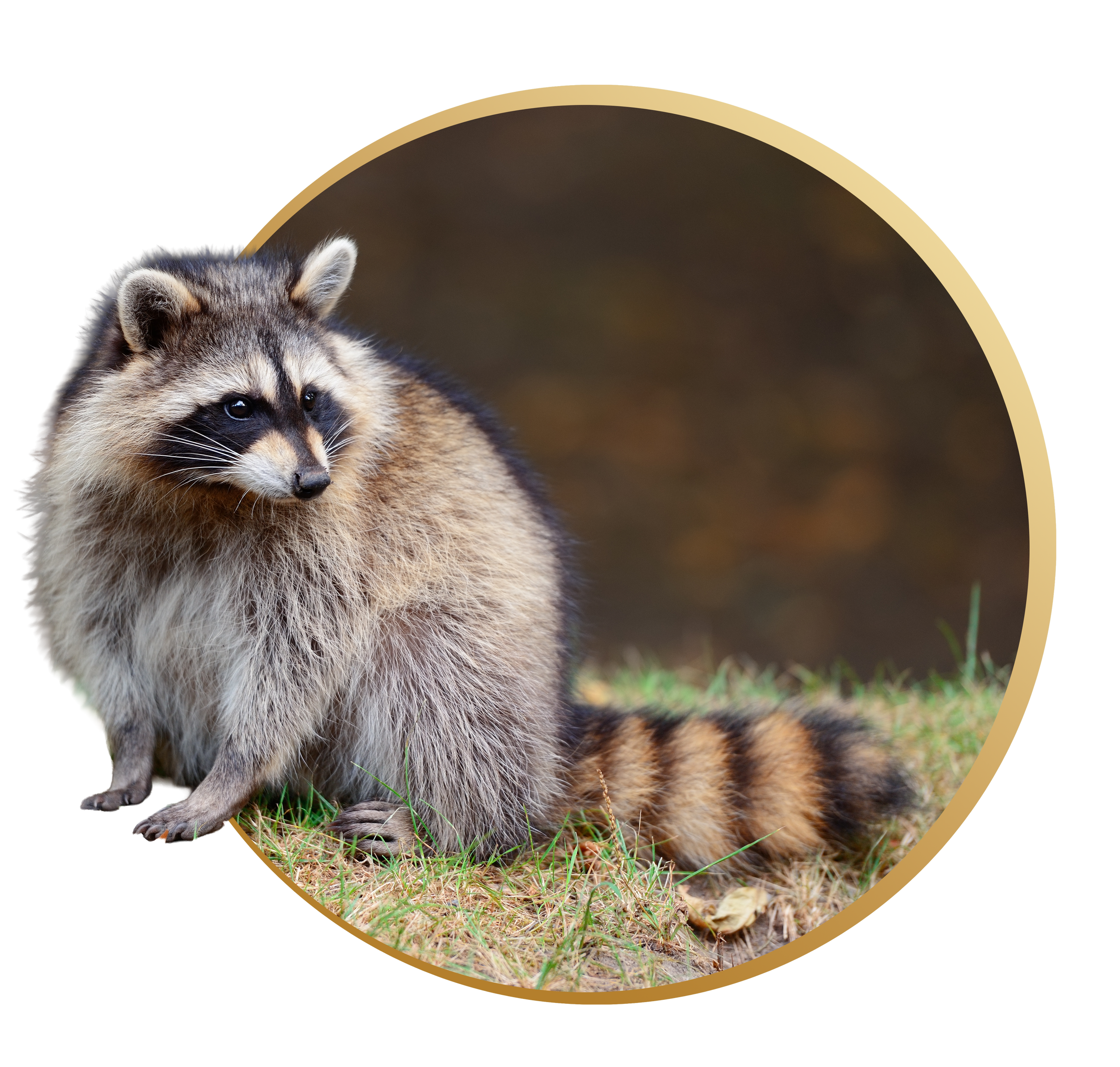 A close-up of a raccoon sitting on grass, with its face visible and a curious expression.