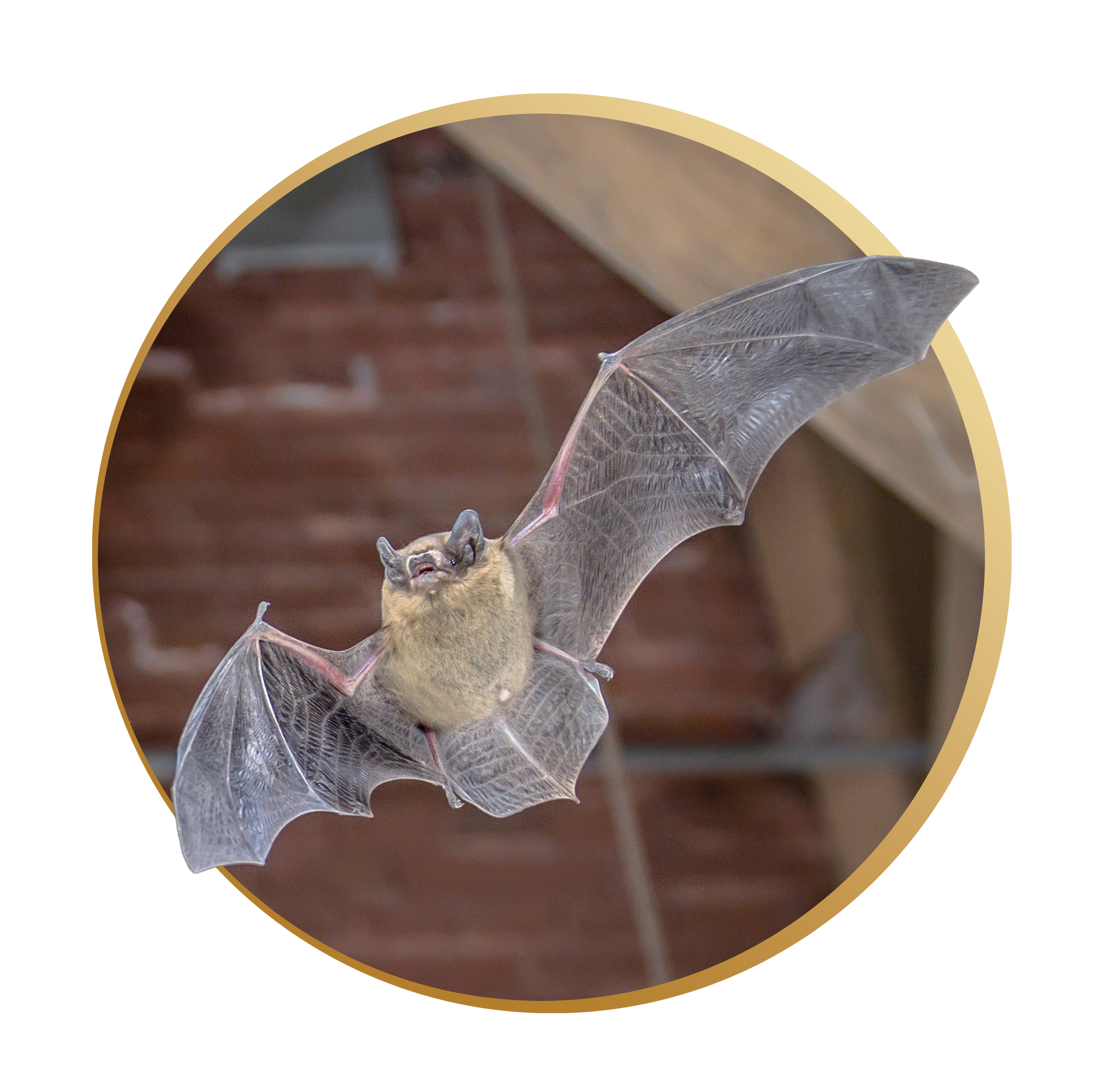 A close-up of a grey bat hanging upside down from a wooden surface, with its wings partially extended.