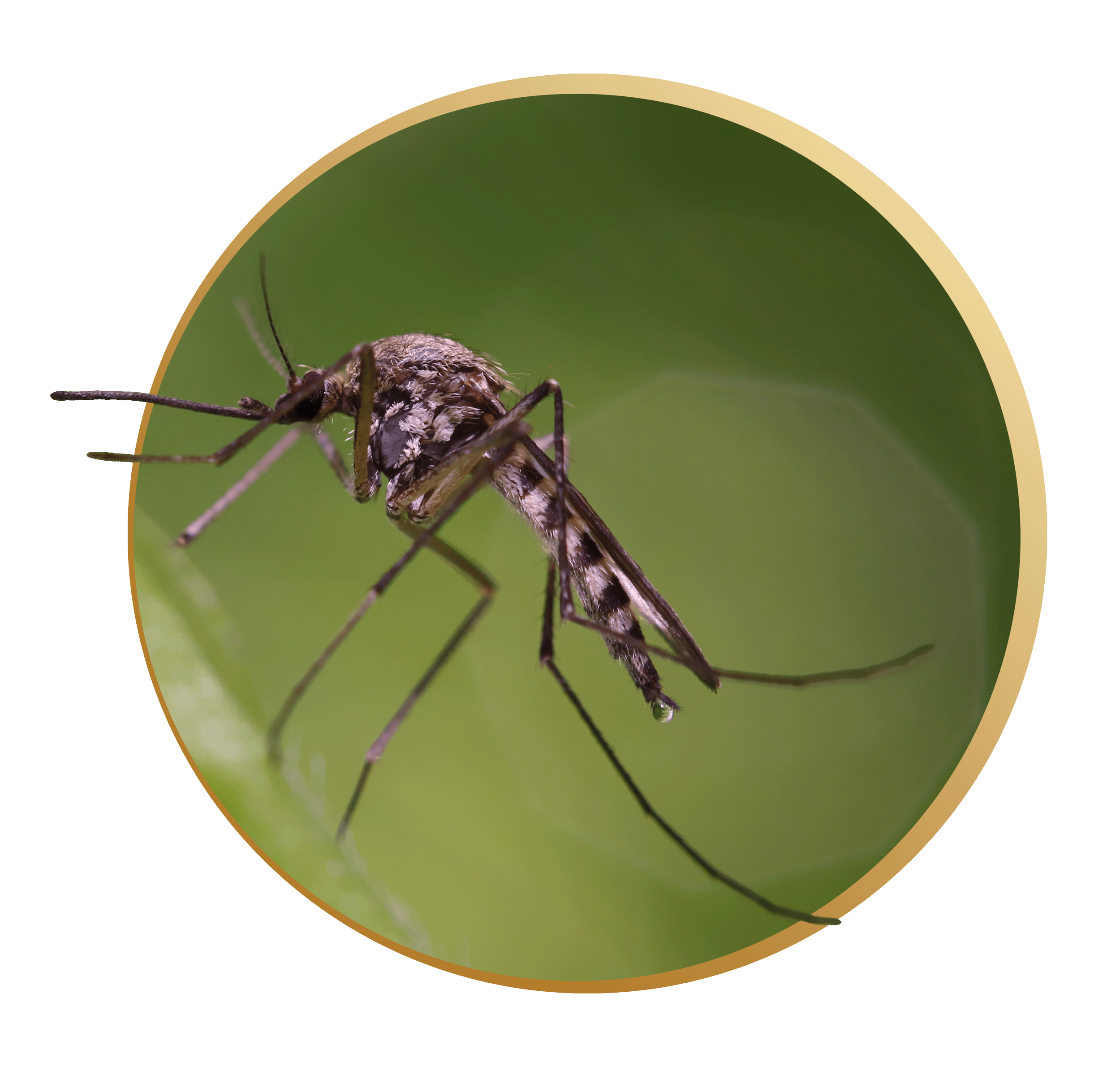 Close-up of a mosquito on a green surface with a water drop hanging from its leg.