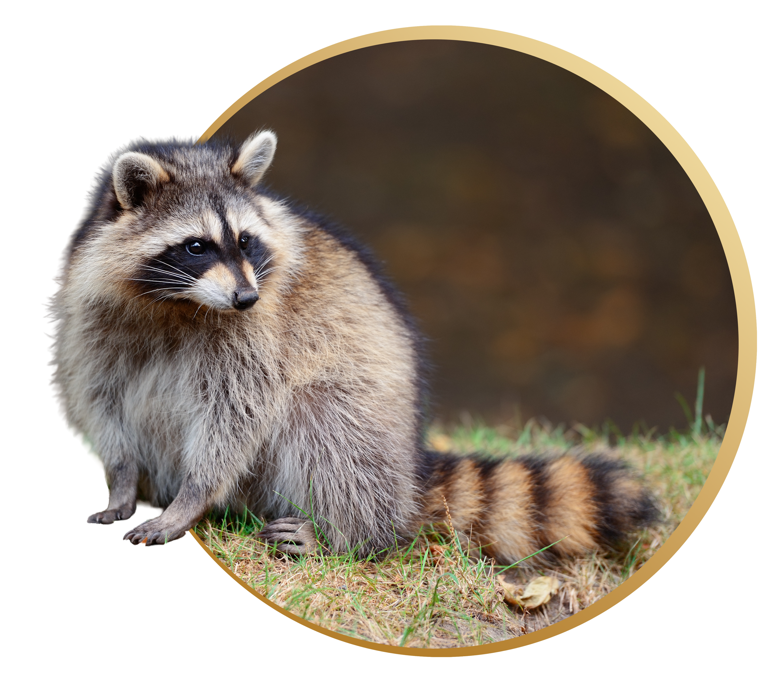 A raccoon standing on grassy ground beside its tail, with a dark background and a gold semi-circle border.