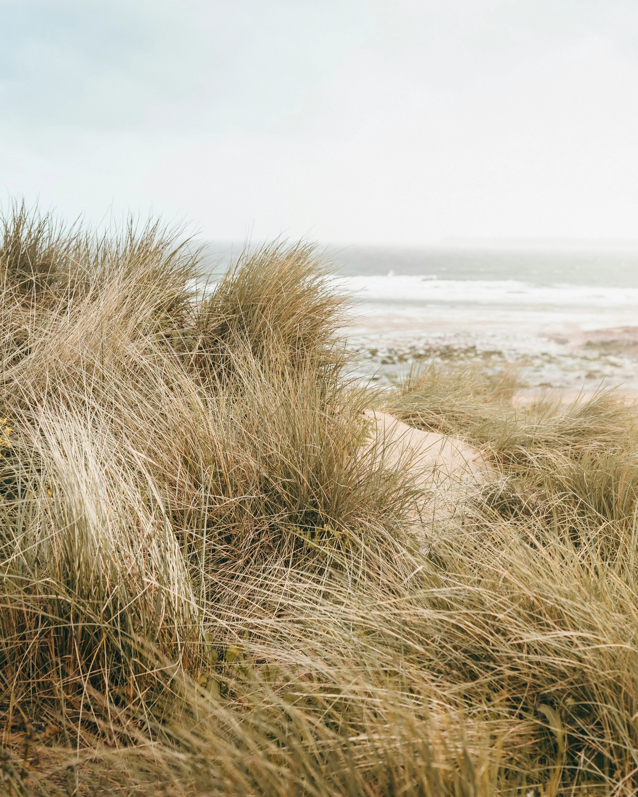 Beach with tall grasses in the foreground and ocean waves in the background, overcast sky.