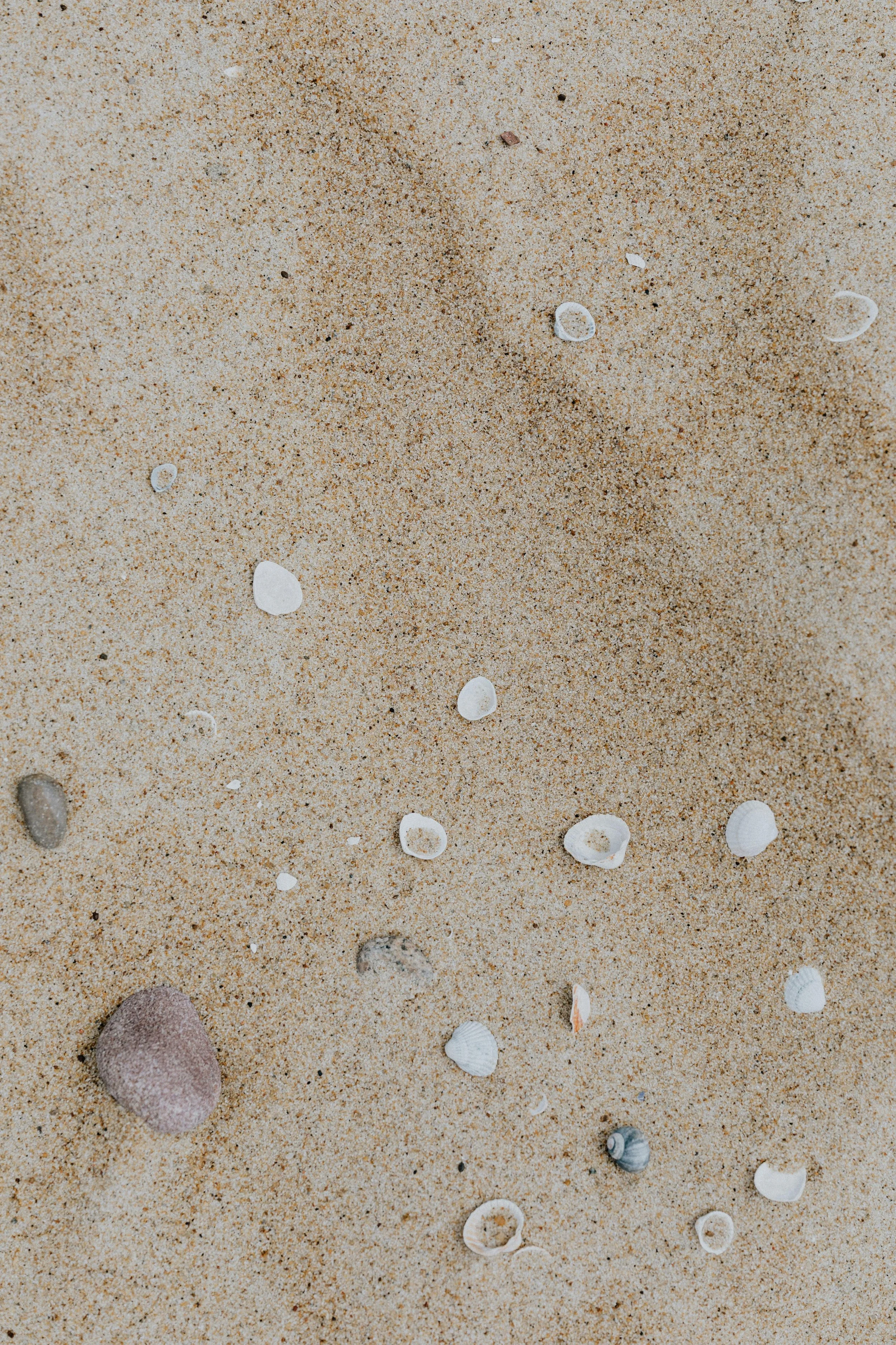 Sand with small seashells and one larger pebble