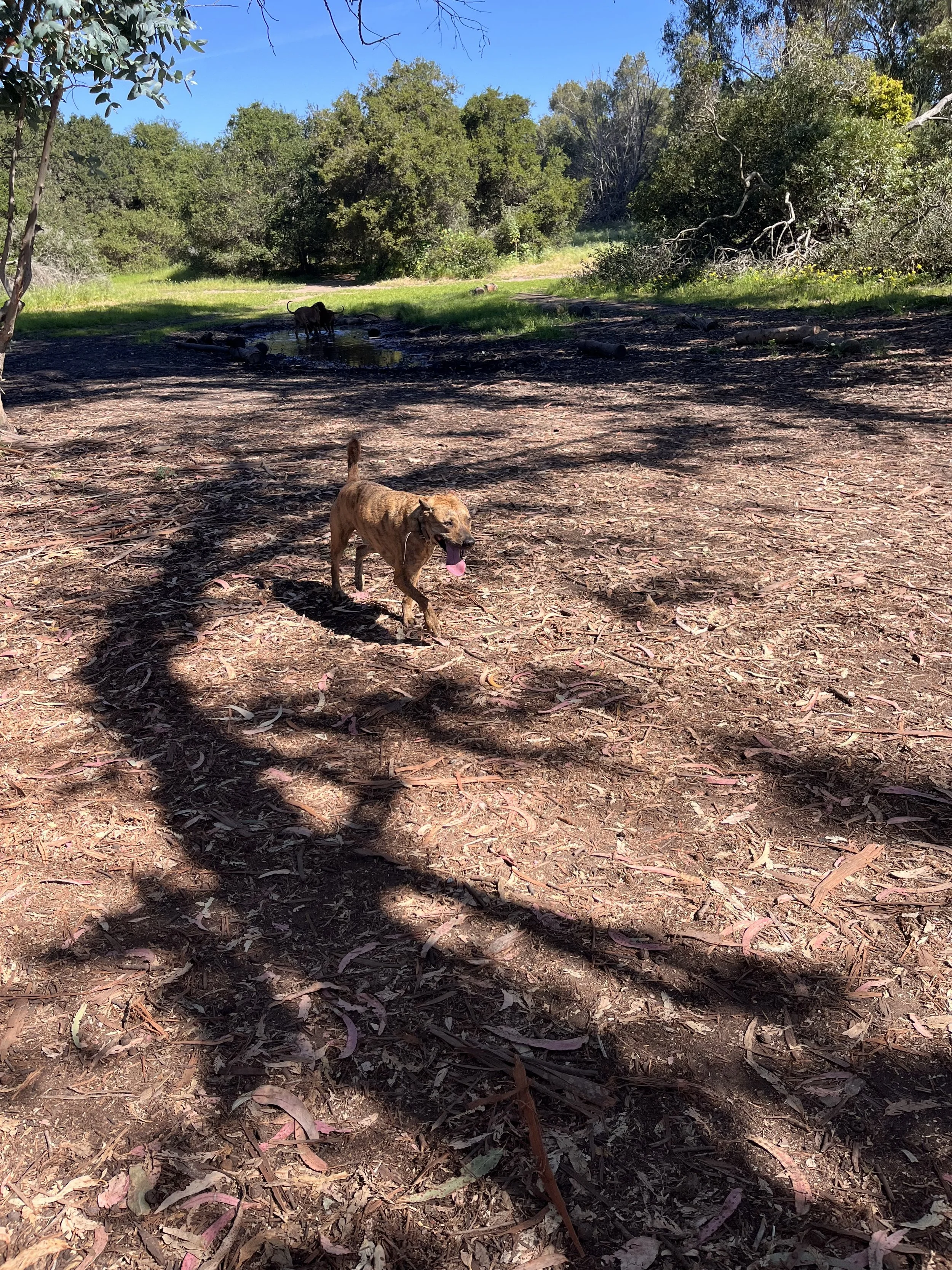 Dog on walk at the Douglas Preserve in Santa Barbara