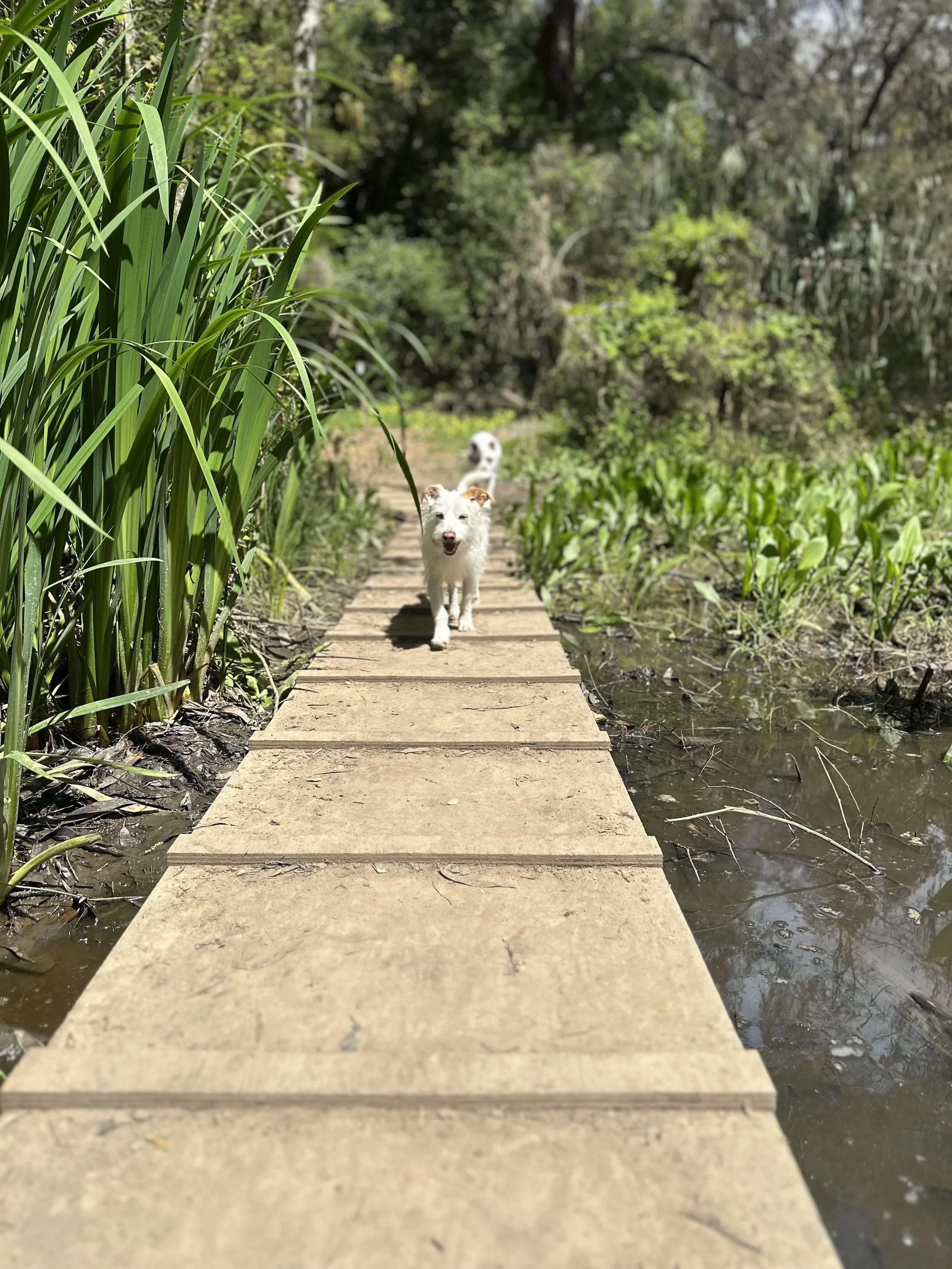 Dog walking in nature across a bridge surrounded by plants