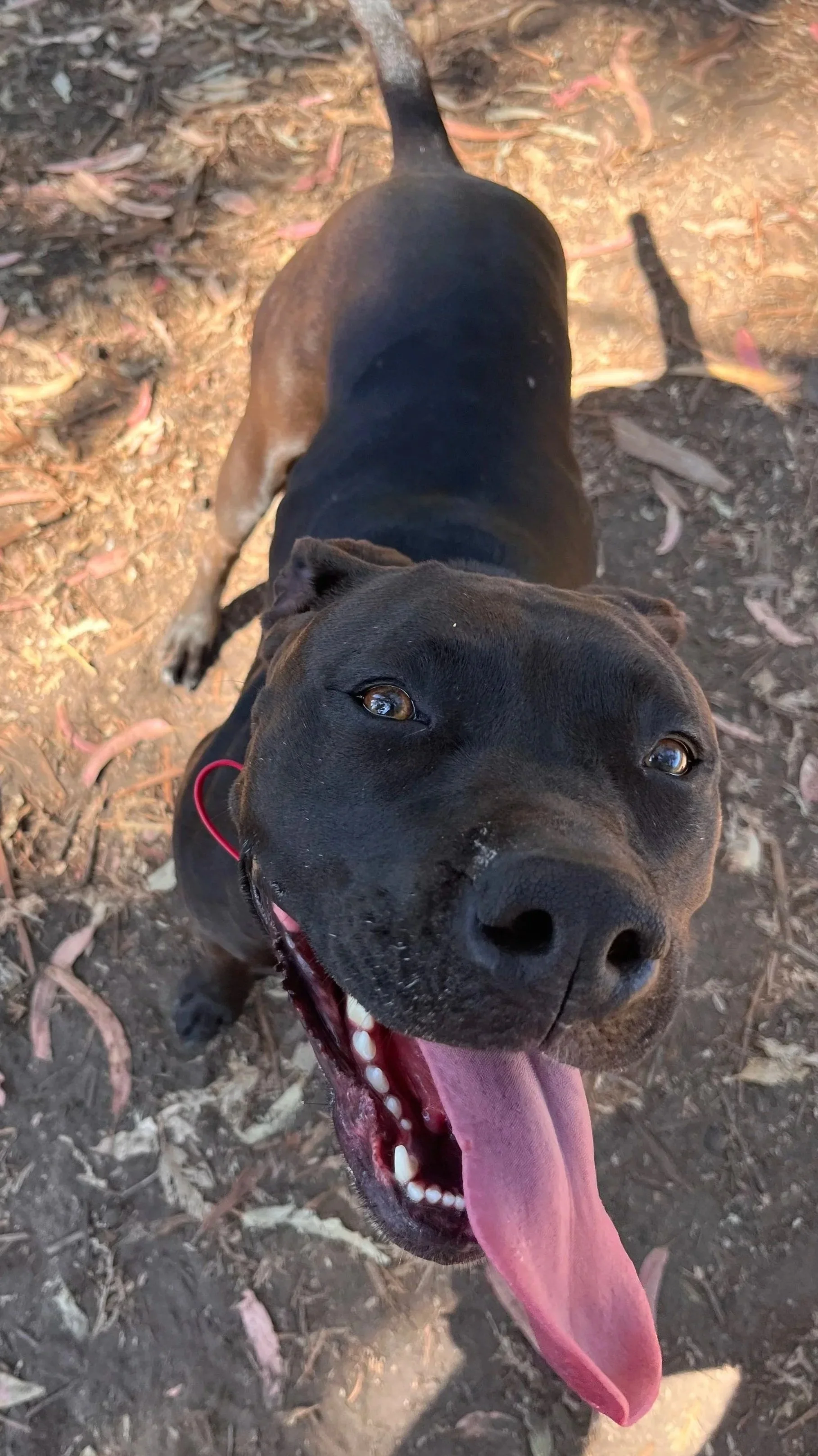 Happy dog in Santa Barbara. Dog in nature. Adventure Walk. Dog on hike. Dog on trail.