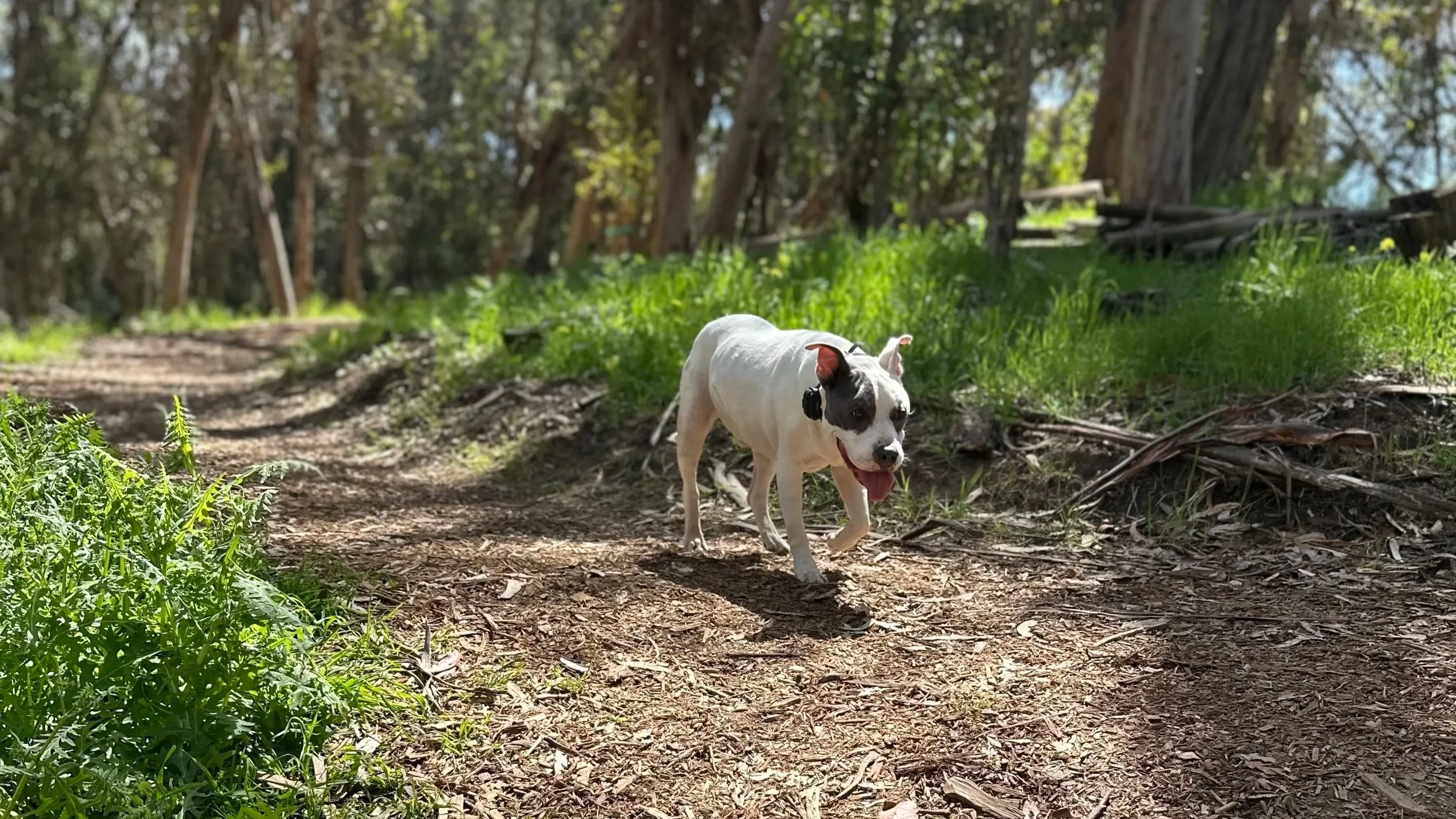 Dog walking in Santa Barbara trail surrounded by trees in nature