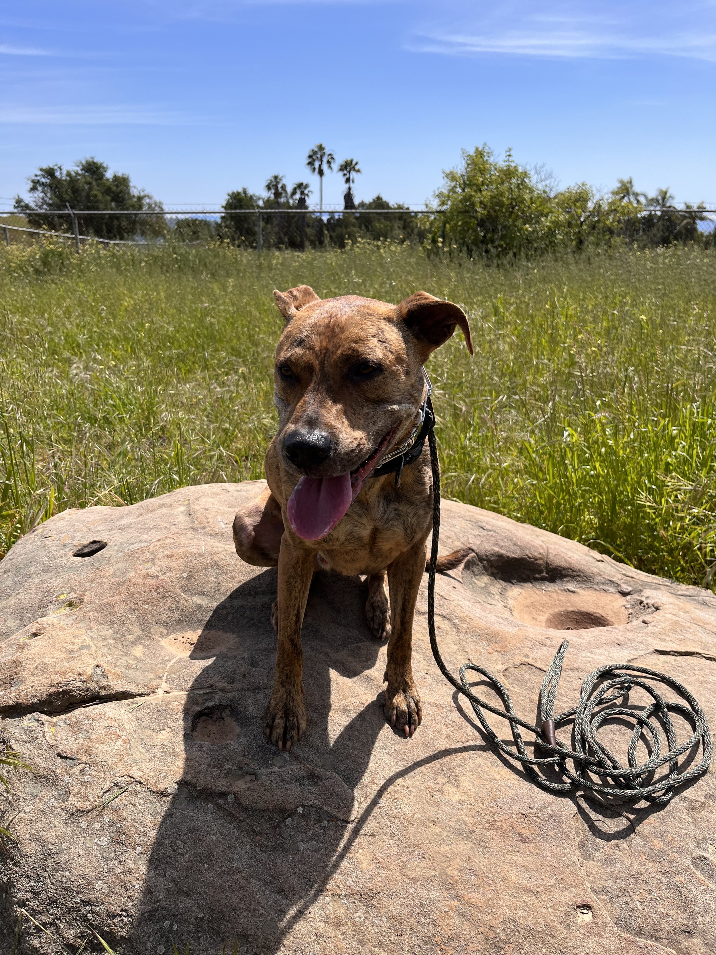 Dog sitting on rock in Santa Barbara. Nature walk with dogs. Adventure walk for dogs.