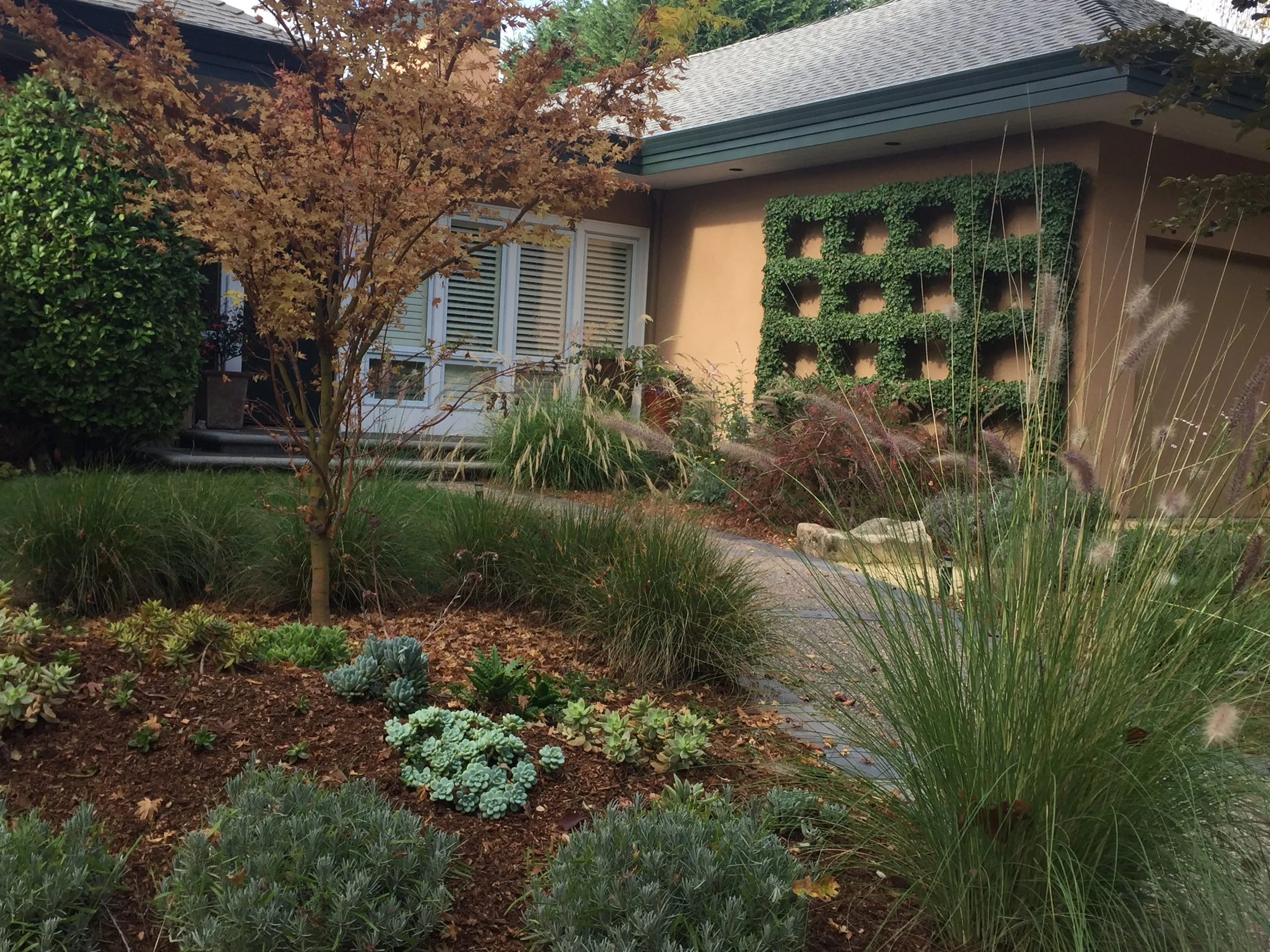 A landscaped front yard with various plants, a small tree with reddish leaves, decorative grasses, succulents, a stone pathway, and a house with a beige wall and a green trellis.