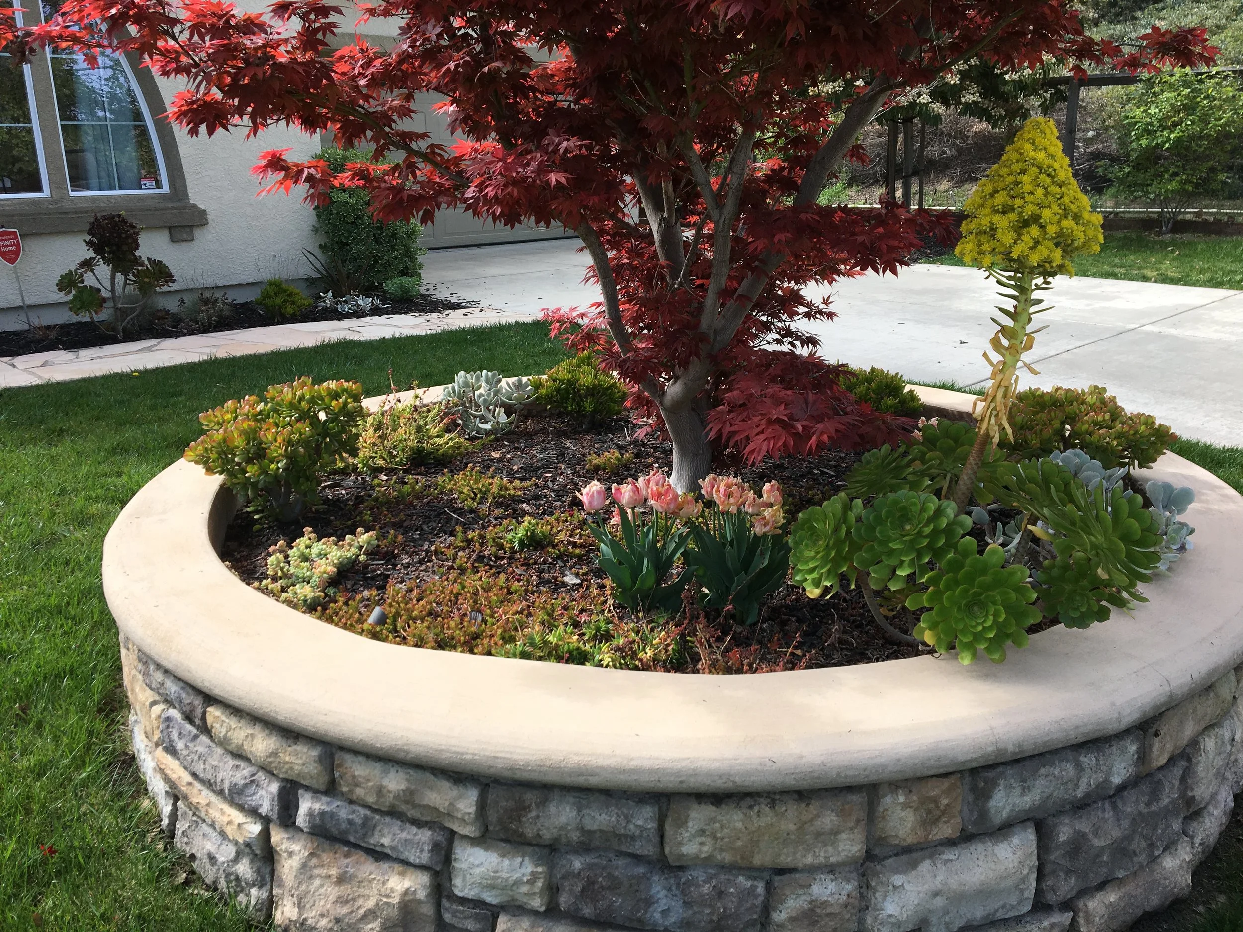 A raised flower bed with a stone border containing various succulents, a small red-leafed tree, and a yellow flowering plant, situated on a well-maintained lawn in front of a house with a window and driveway.