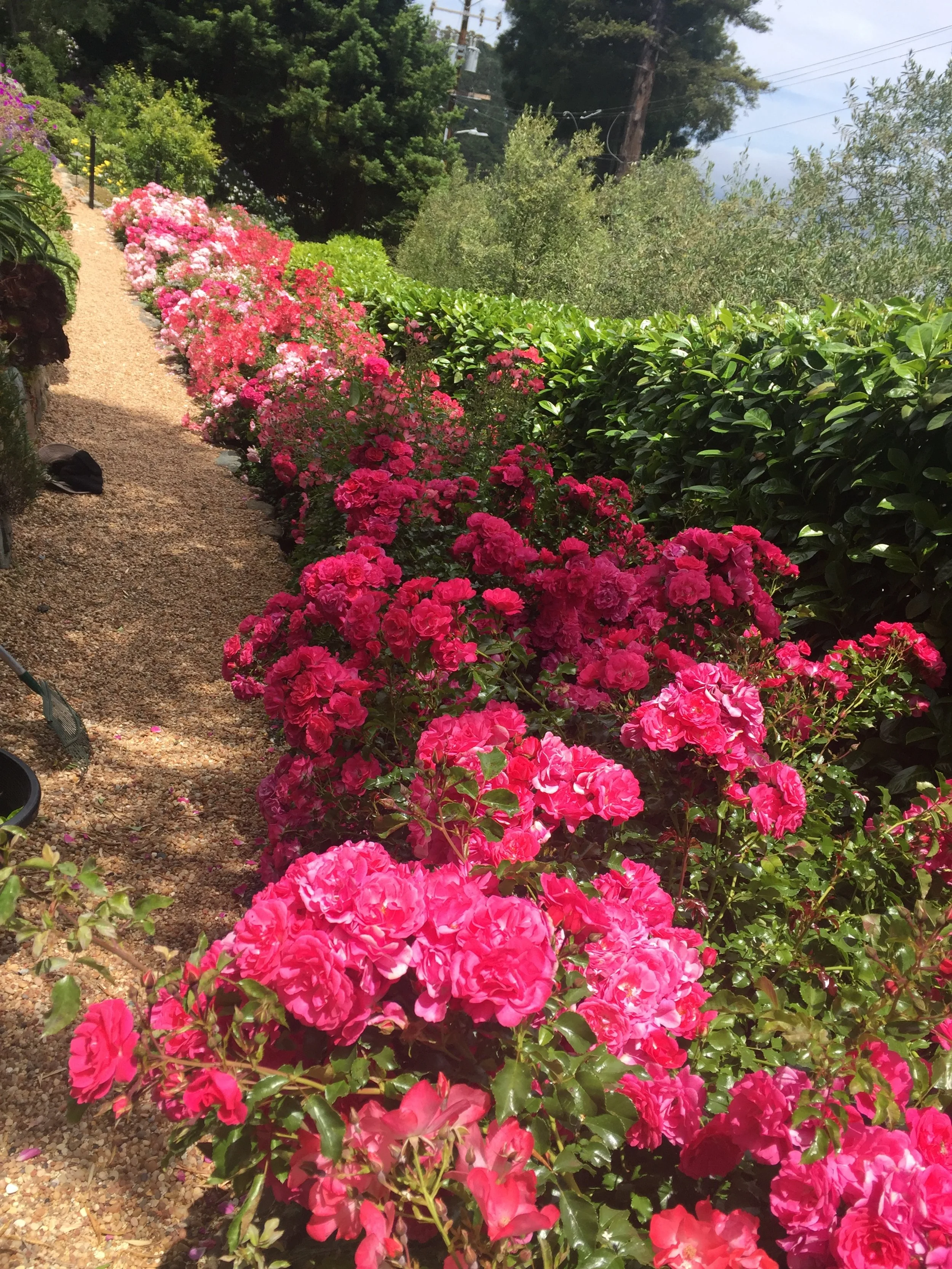 A garden pathway with bright pink and red flowers on the left and trimmed green bushes on the right, with trees and power lines in the background.