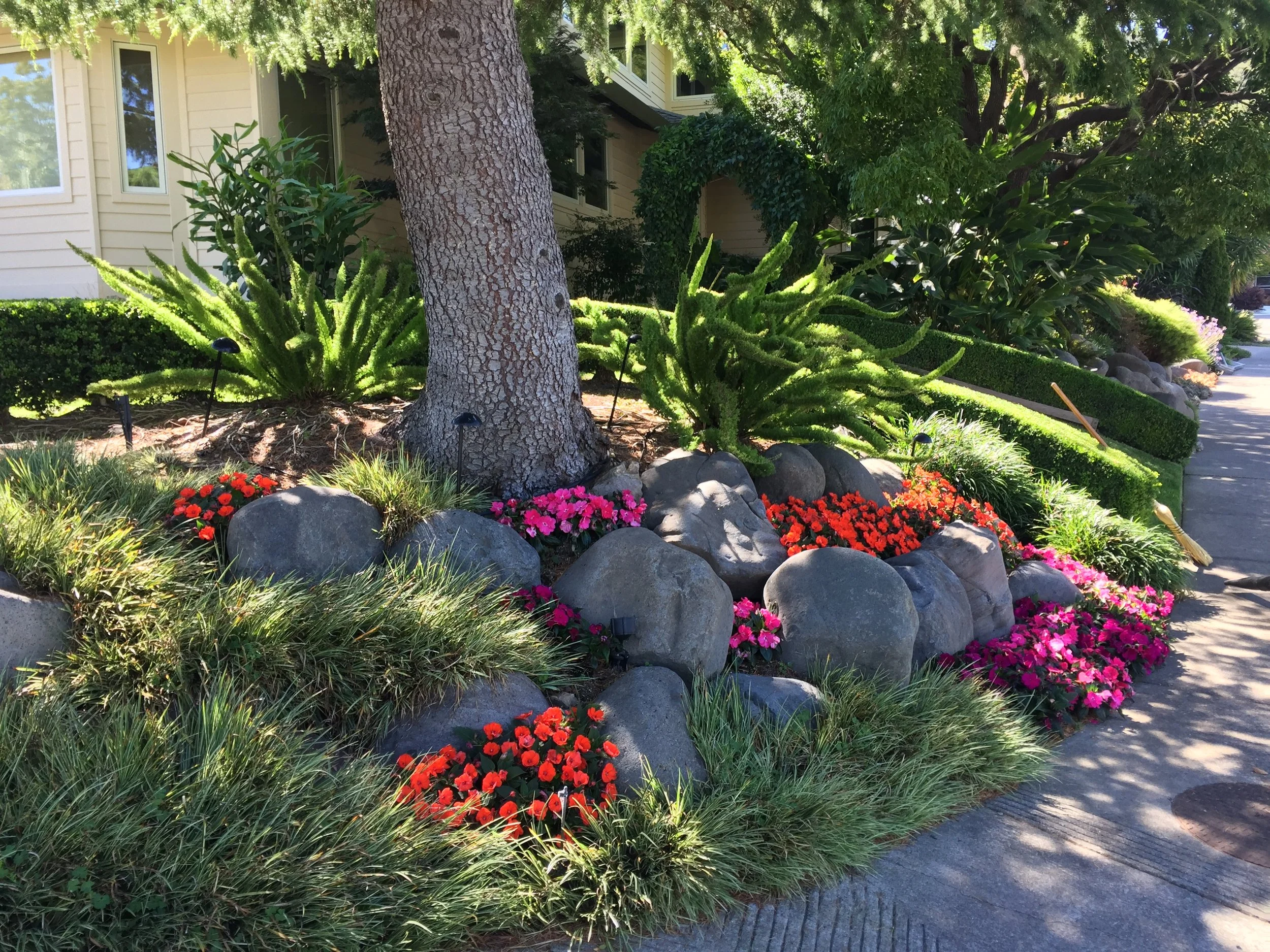 A landscaped garden with a large tree in front of a beige house, featuring rocks, flowering plants, bushes, and a sidewalk.