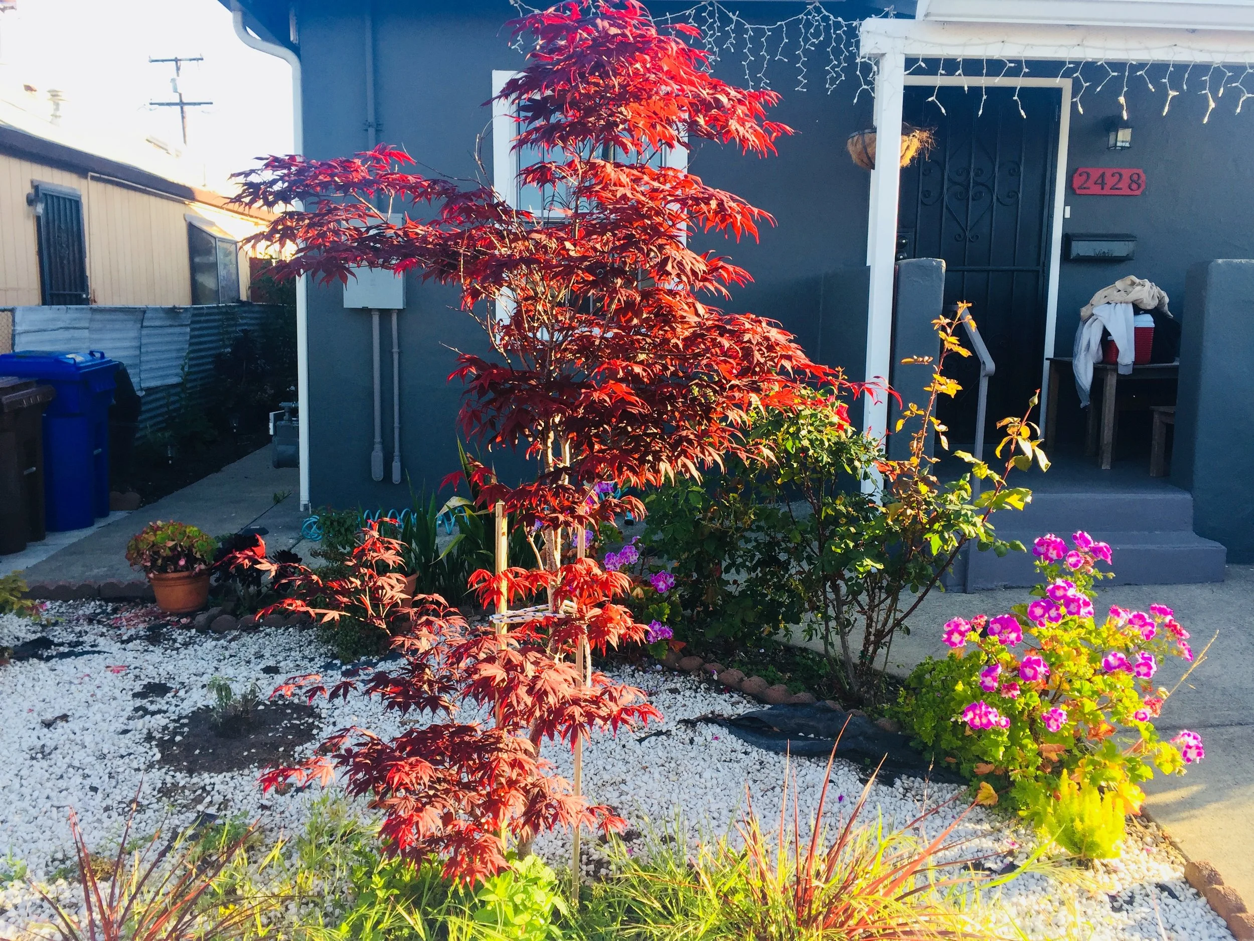 Front yard with a Japanese maple tree, pink flowers, and rocks in a garden next to a house painted dark gray with a porch and stairway.