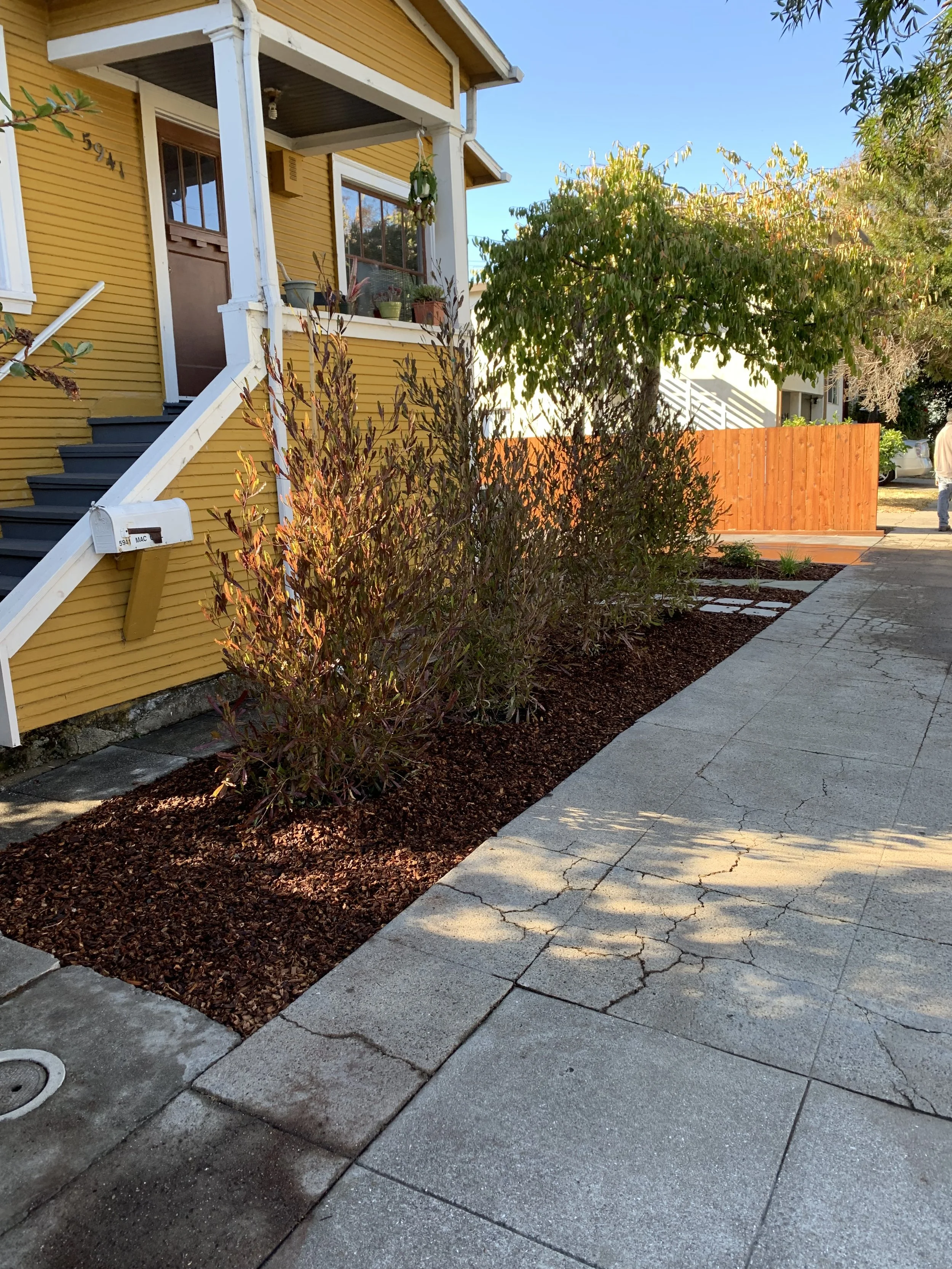 A neighborhood sidewalk with bushes, a yellow house, and trees. The sidewalk is cracked and the sky is clear and blue.