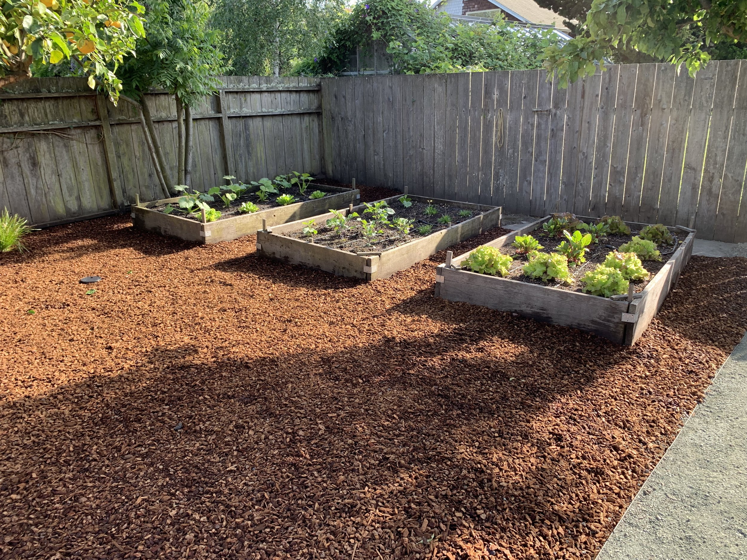 A fenced backyard garden with three wooden raised beds containing leafy green and vegetable plants. The ground surrounding the beds is covered with red mulch, and there is a tree with broad leaves casting a shadow over part of the garden.
