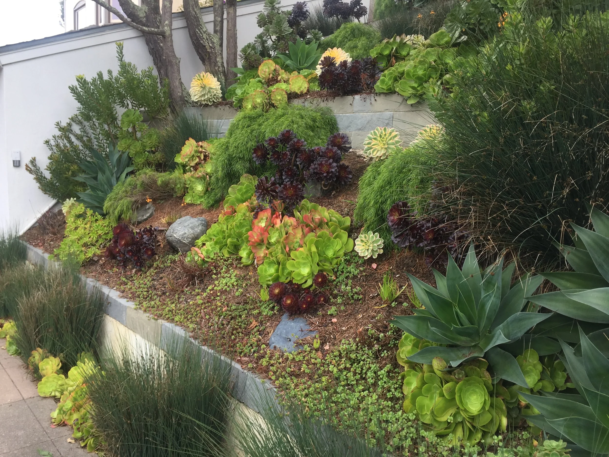 A landscaped garden bed with various green and dark-colored succulents, plants, rocks, and small shrubs surrounded by a white wall and concrete sidewalk.