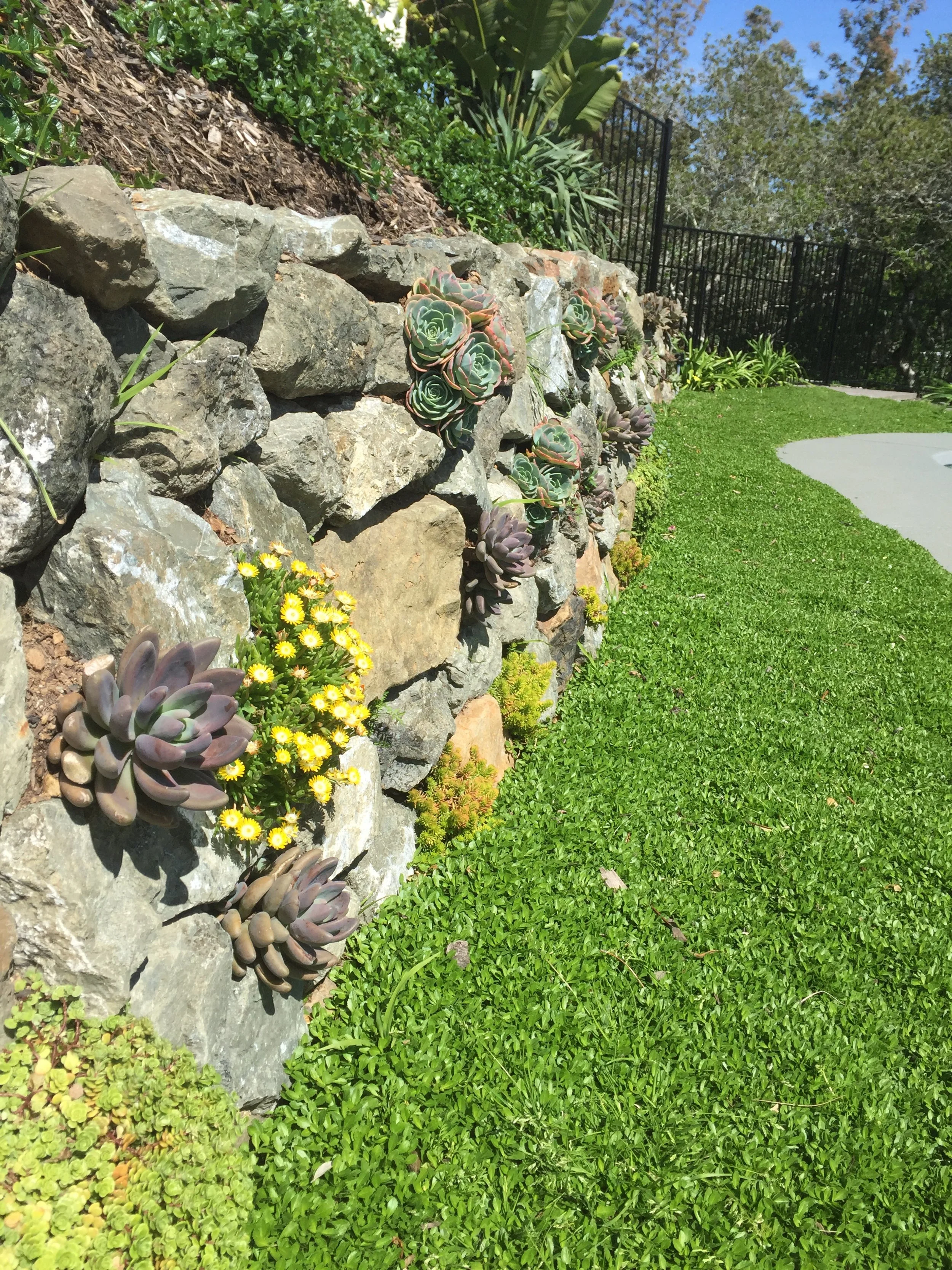 A stone garden wall with succulents and small yellow flowers growing between rocks, next to a green lawn and a concrete pathway in a sunny outdoor setting.