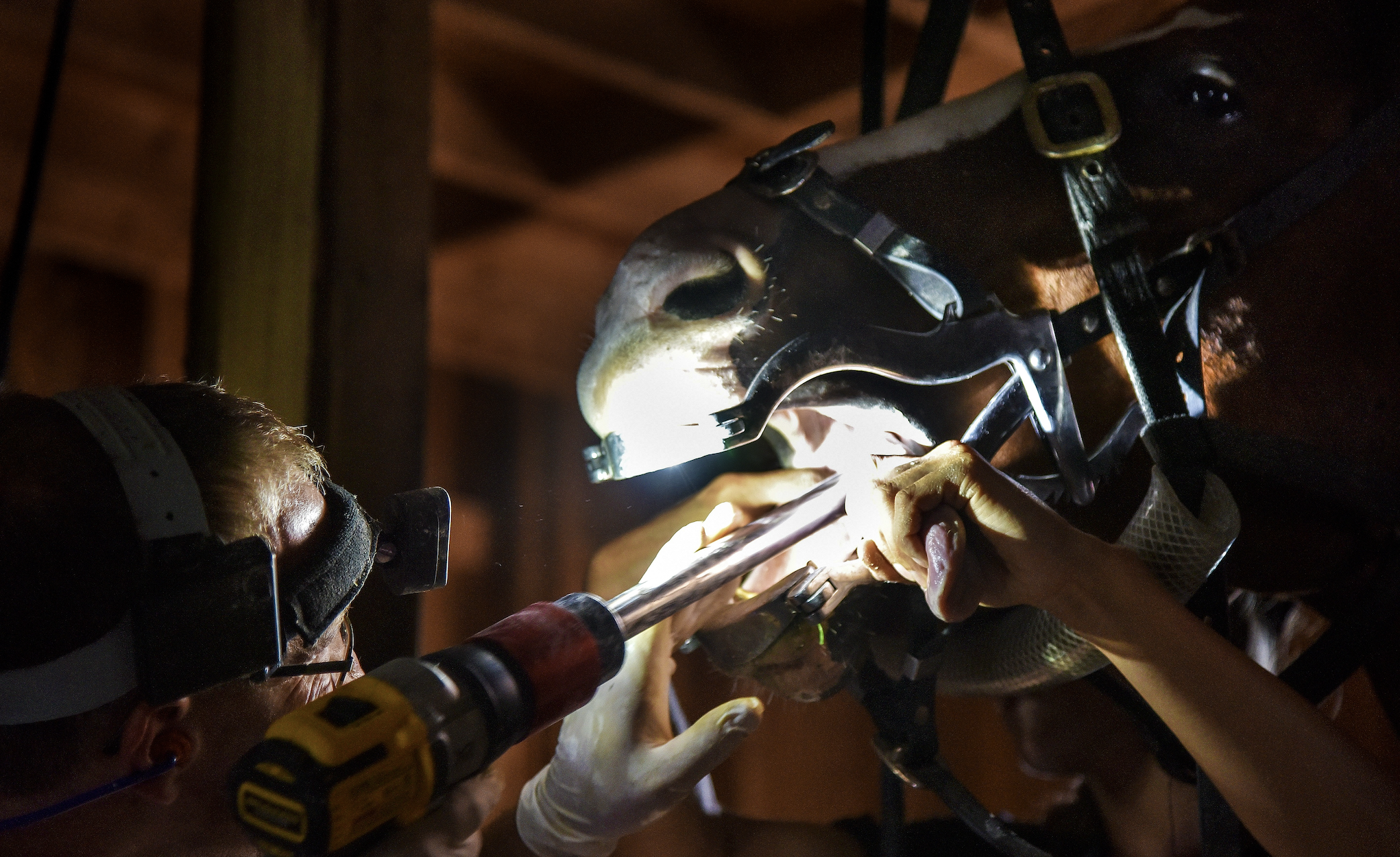 A veterinarian performing a dental procedure on a horse, using a headlamp, protective gloves, and dental tools inside a barn.