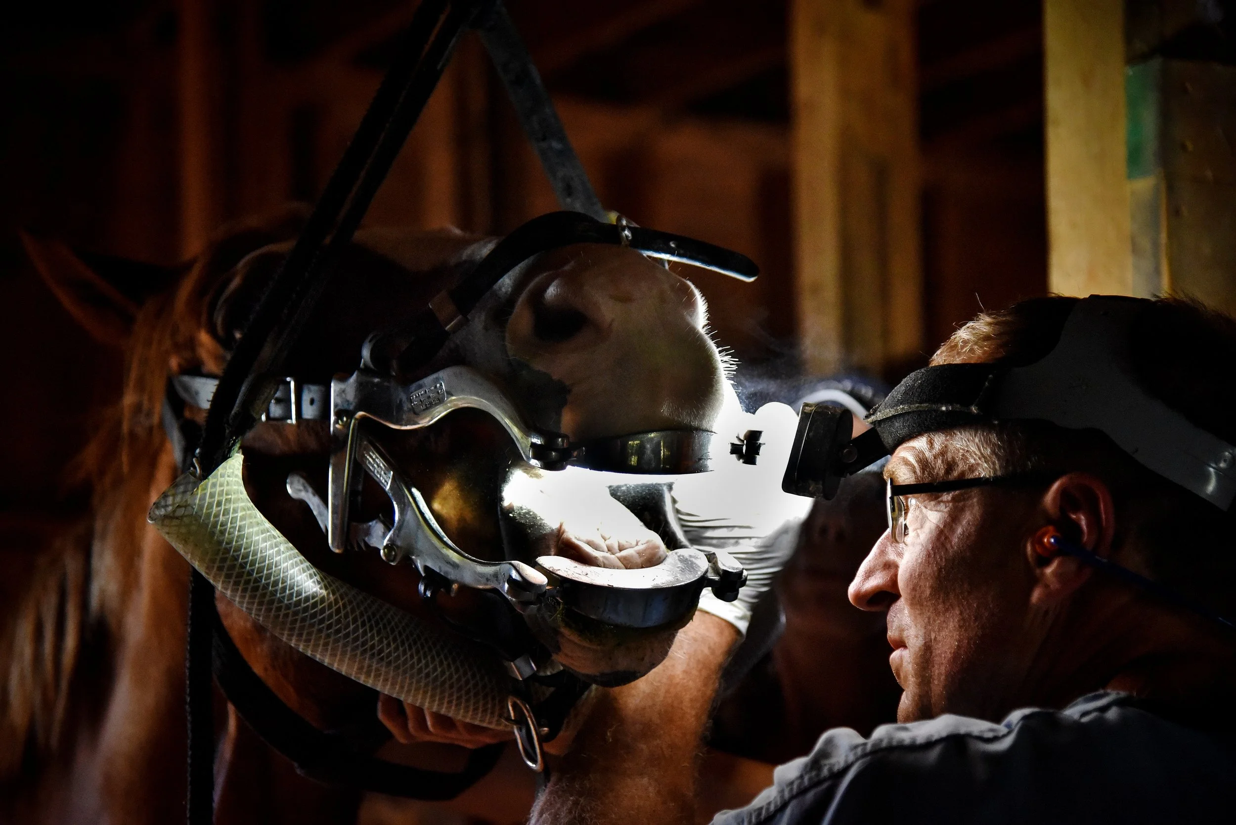 A veterinarian examining a horse's mouth inside a barn, using a headlamp and tools.