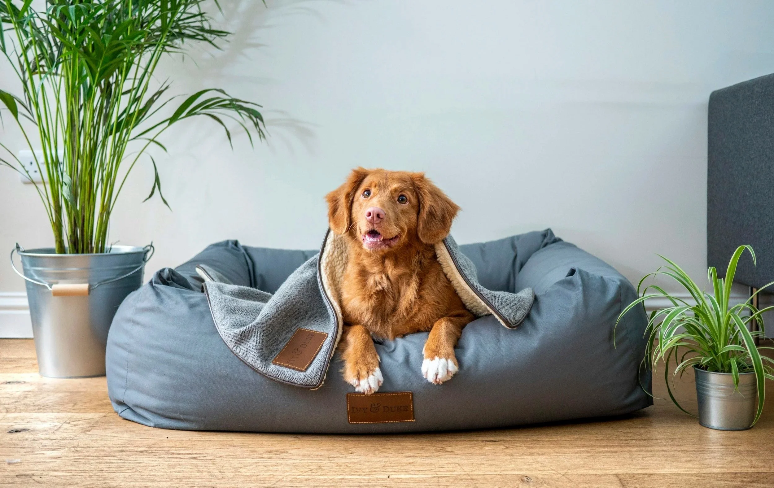 Dog resting in its own living room during an in-home pet sitting visit from Fur de Lis Pet Care in Mandeville