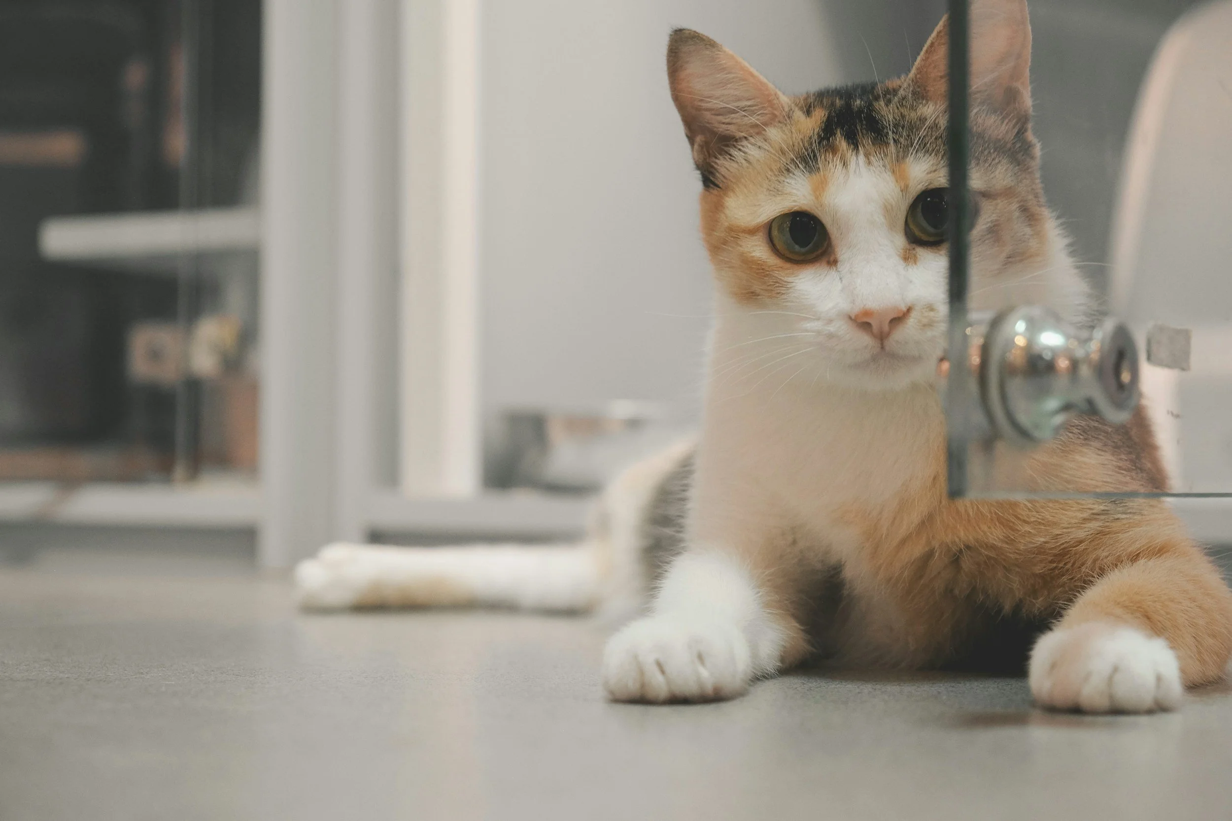 Helping Your New Rescue Pet Adjust to Their New Home