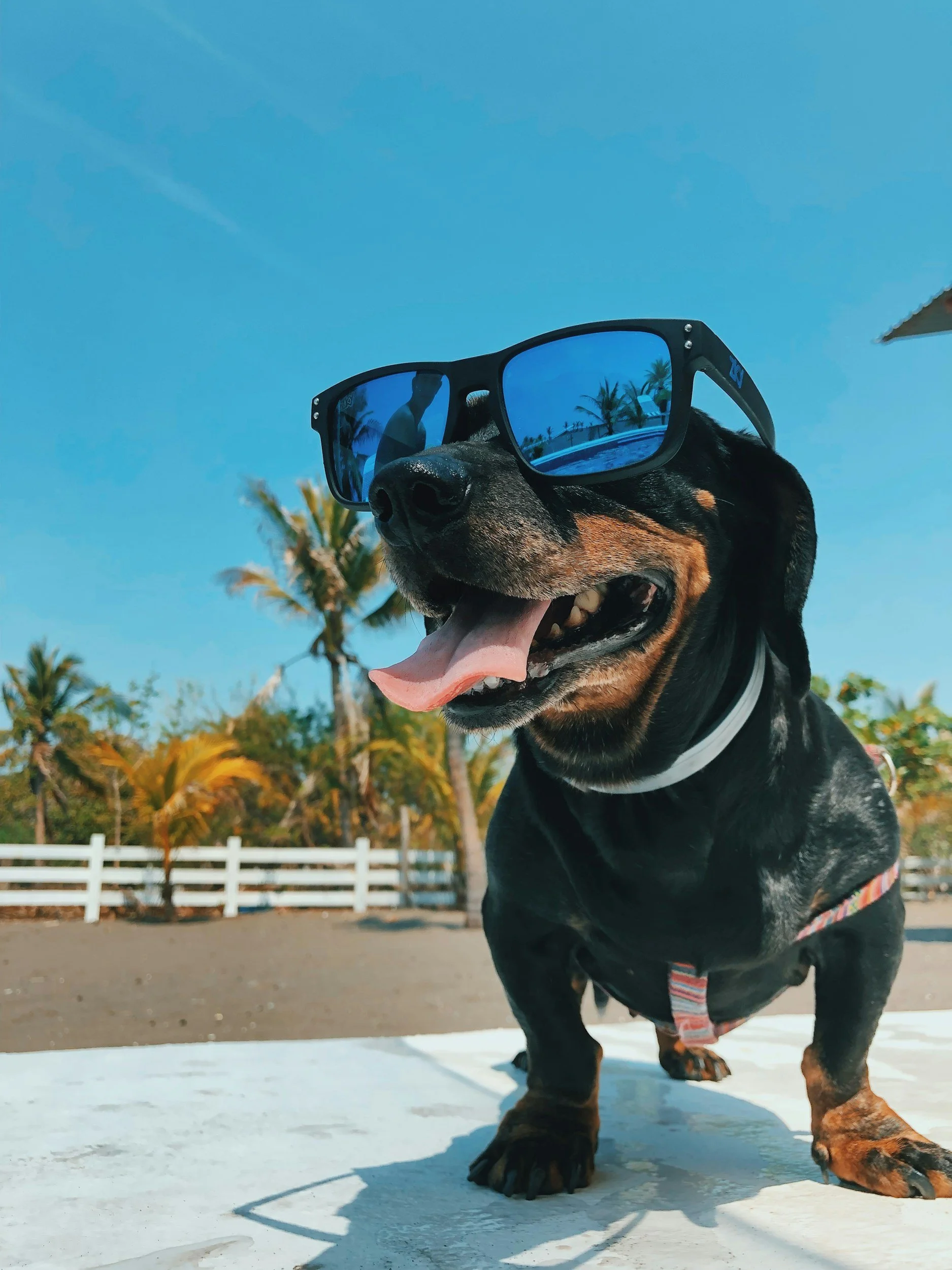 Summer Pet Safety Tips for Louisiana Heat