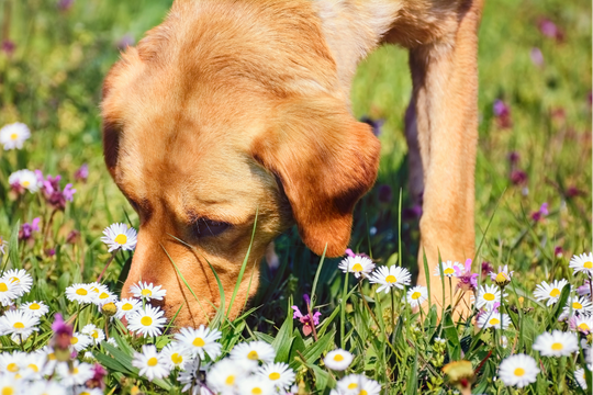 Toxic Plants in Mandeville LA: How to Protect Your Pets