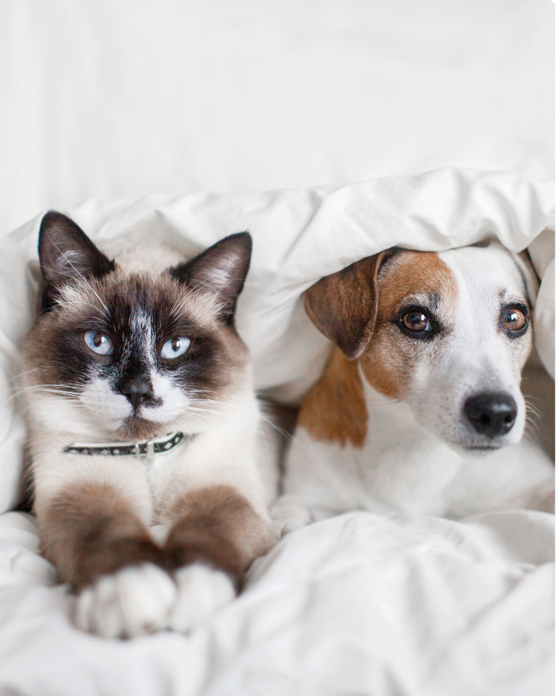A cat with blue eyes and a dog with brown and white fur lying close together on a white bed, partially covered by white sheets.