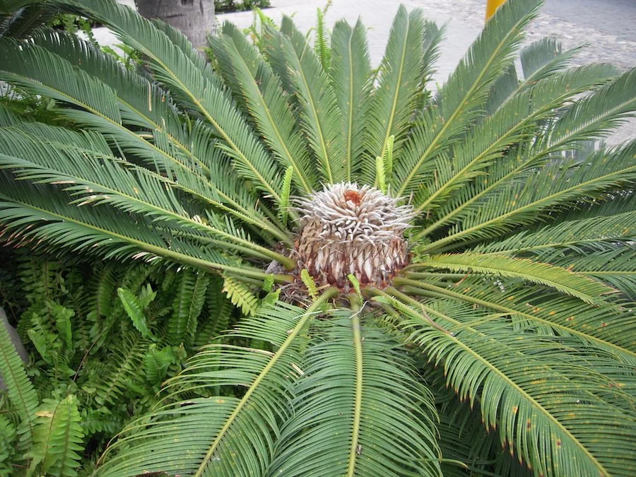 Sago Palm
