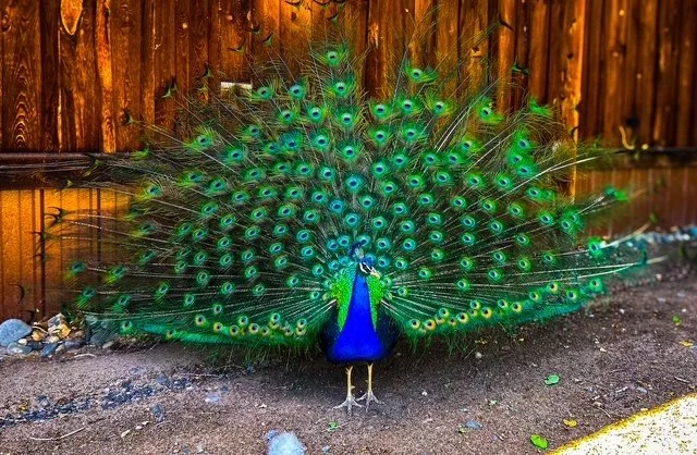 Peacock displaying its vibrant blue and green tail feathers against a wooden fence.