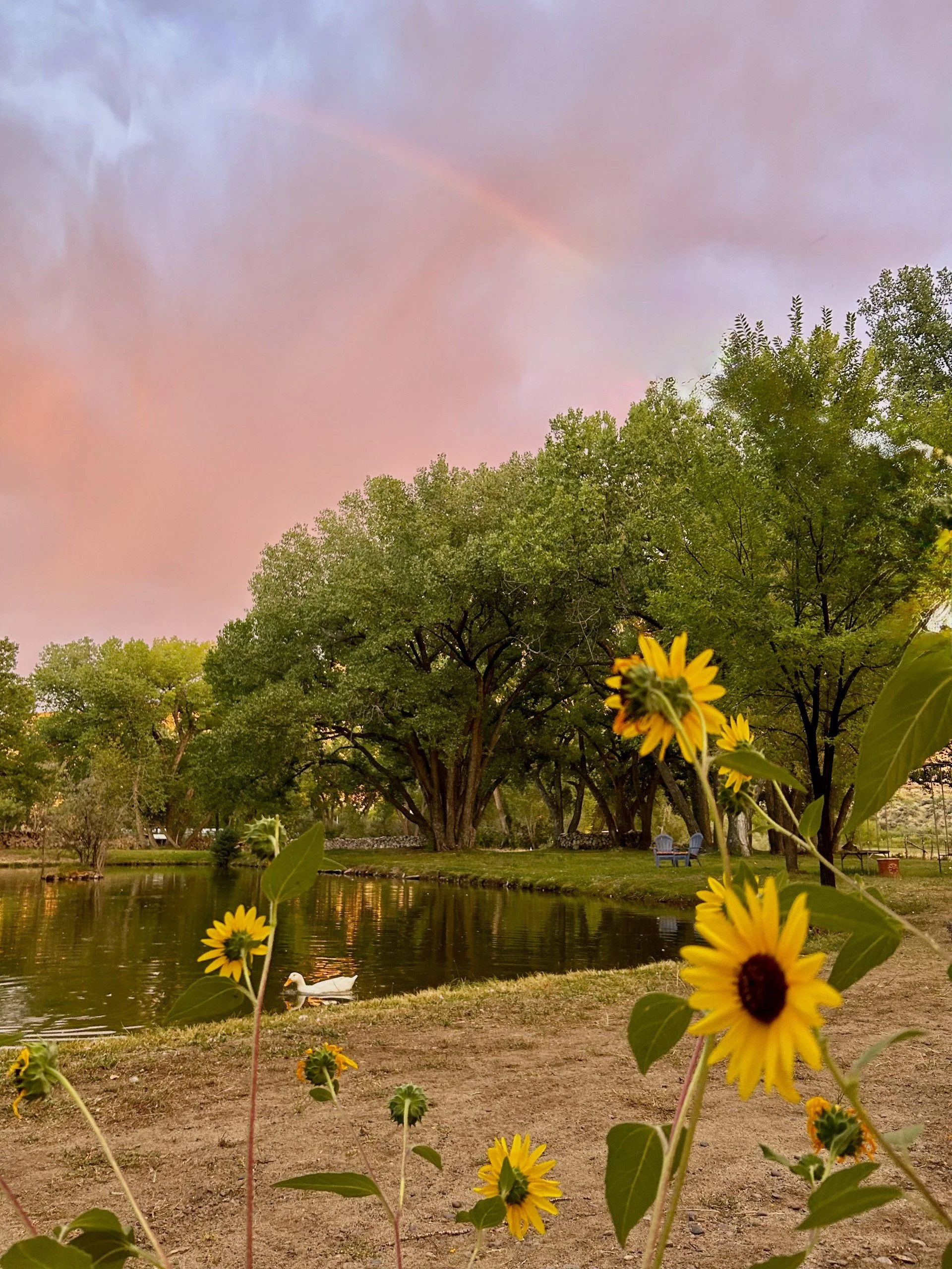 A peaceful park scene with a pond, yellow flowers in the foreground, large green trees, a duck swimming, a rainbow in the sky, and a pinkish sunset hue.